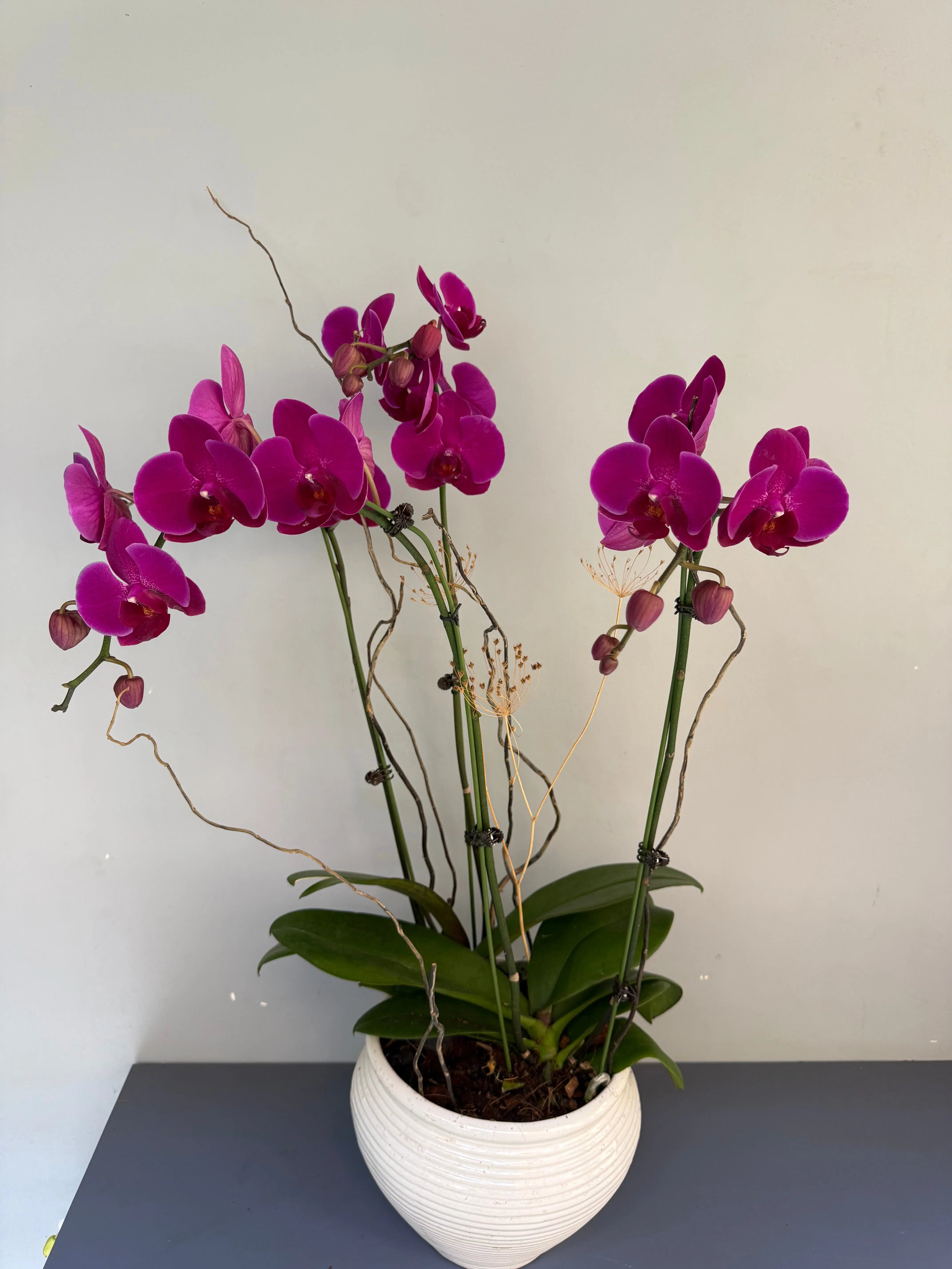 Phalaenopsis Plants - Pink Striped 1magnolialane