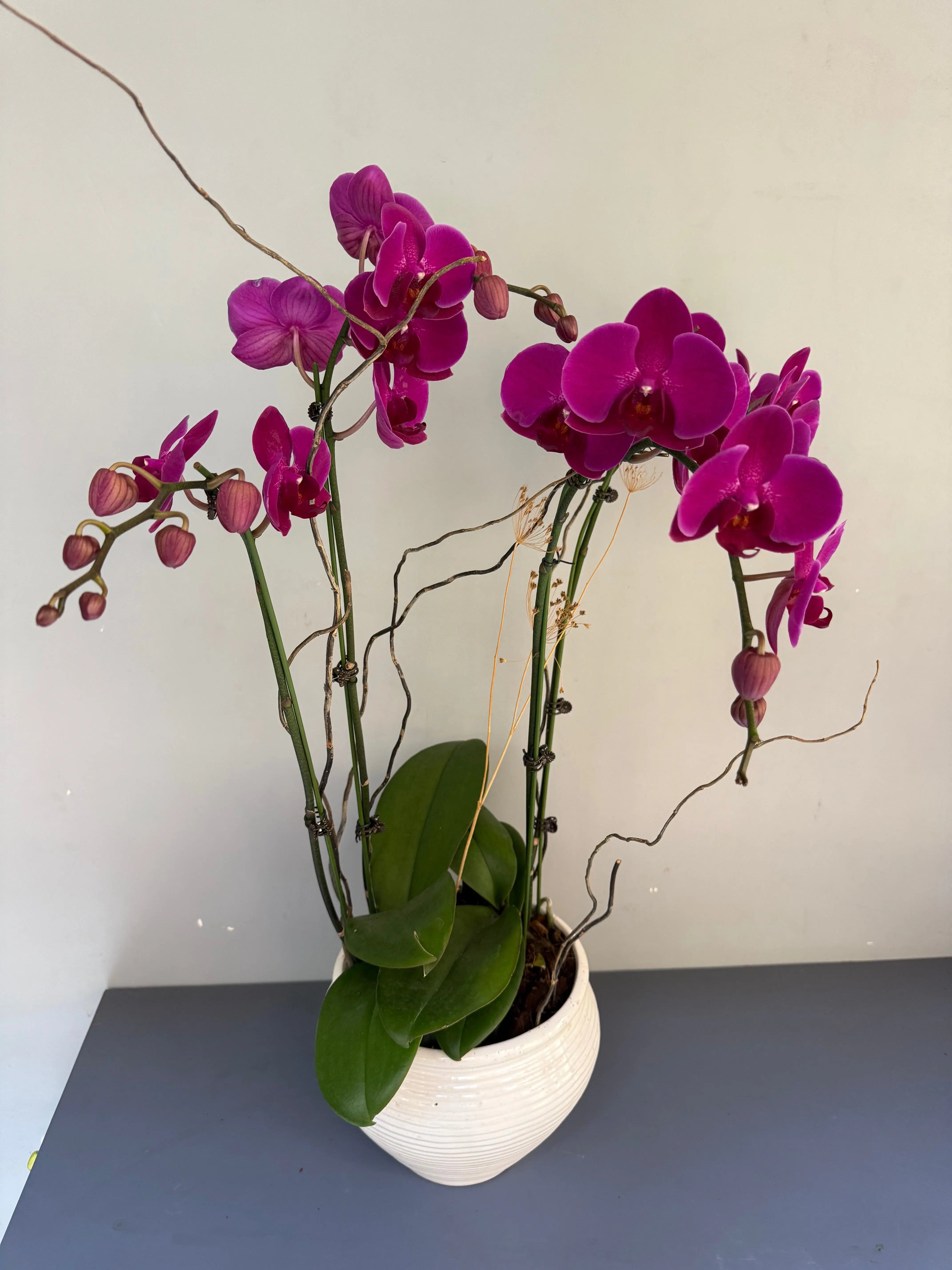 Phalaenopsis Plants - Pink Striped 1magnolialane