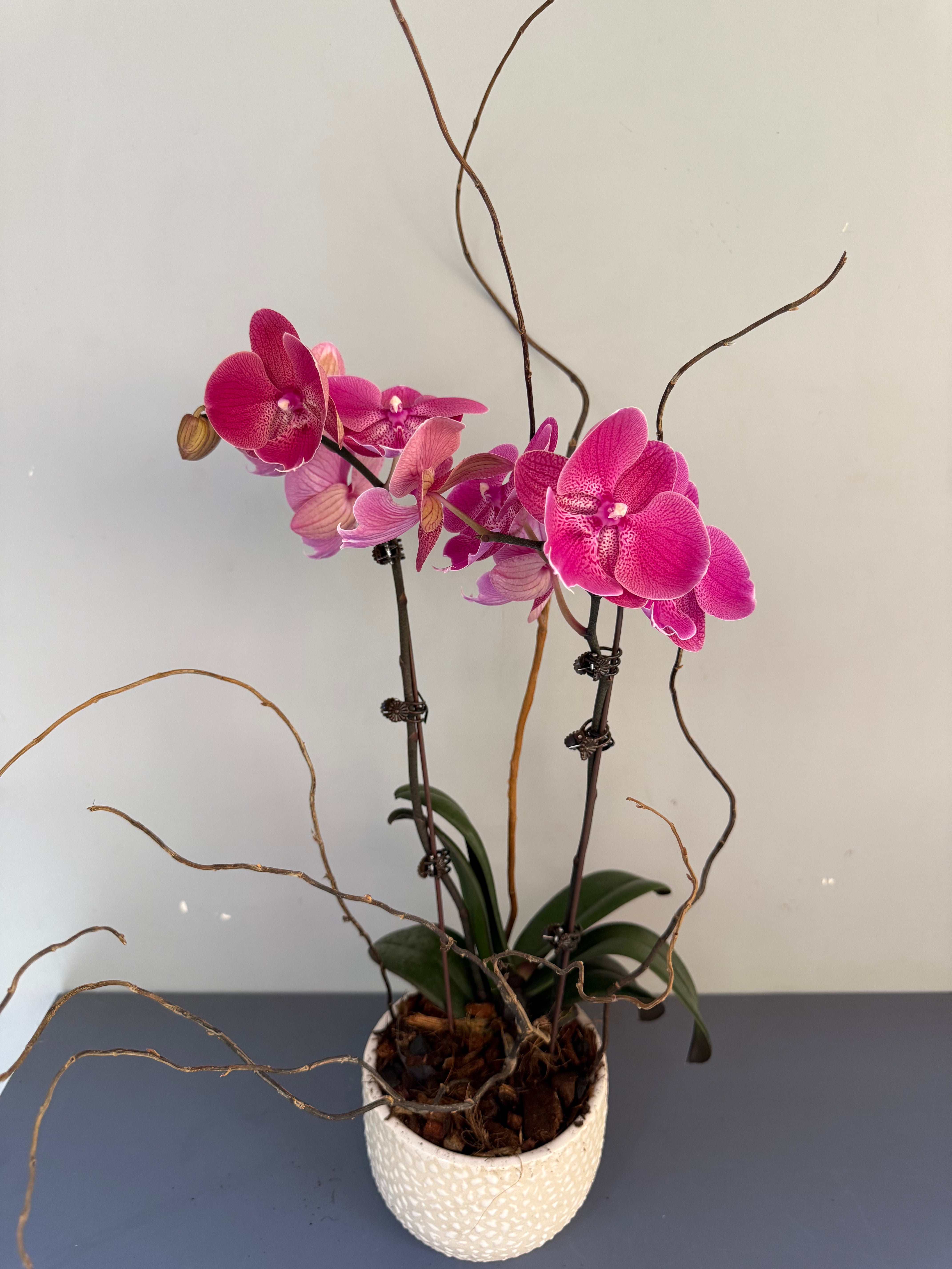 Phalaenopsis Plants Peach