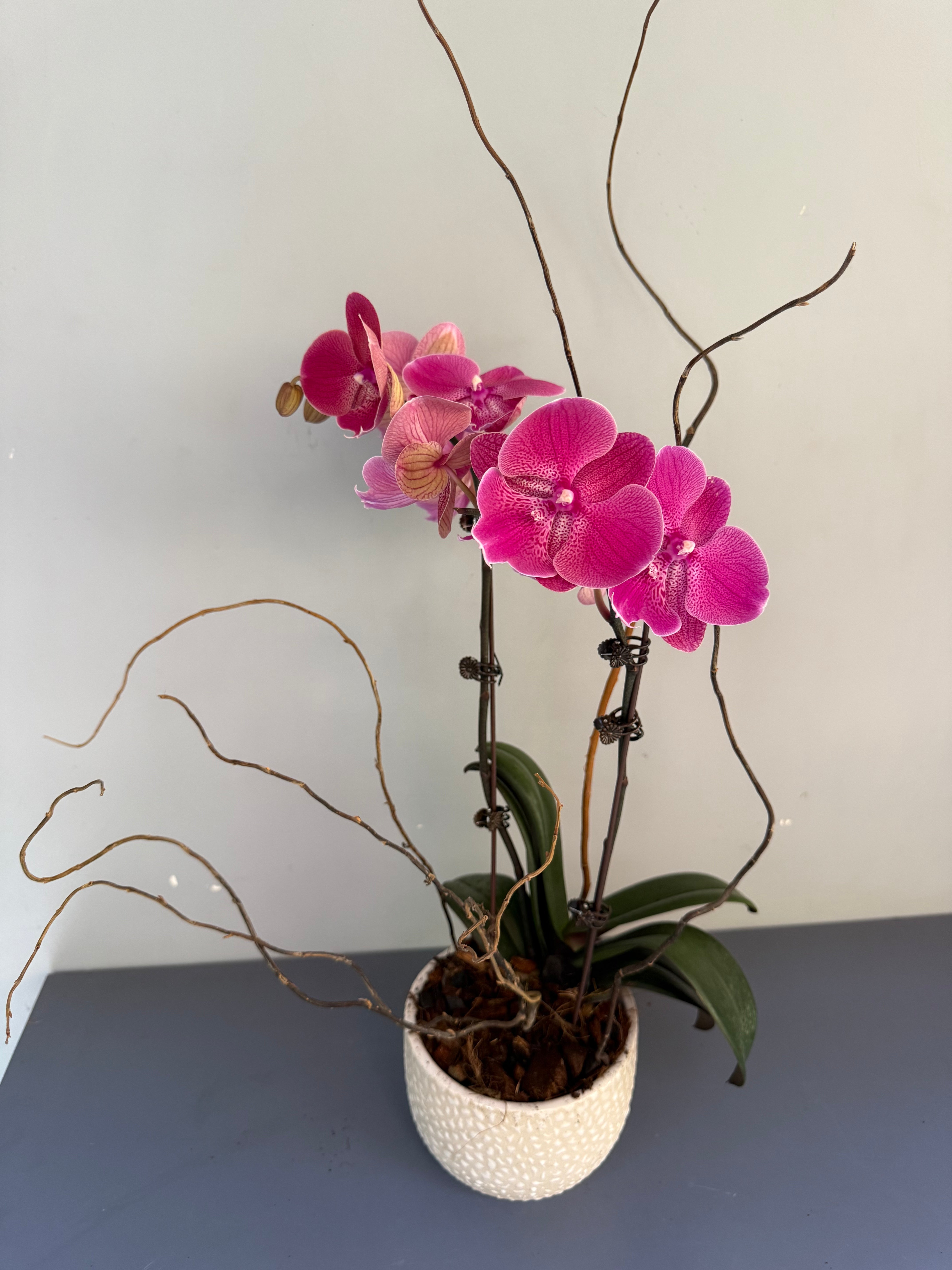 Phalaenopsis Plants Peach
