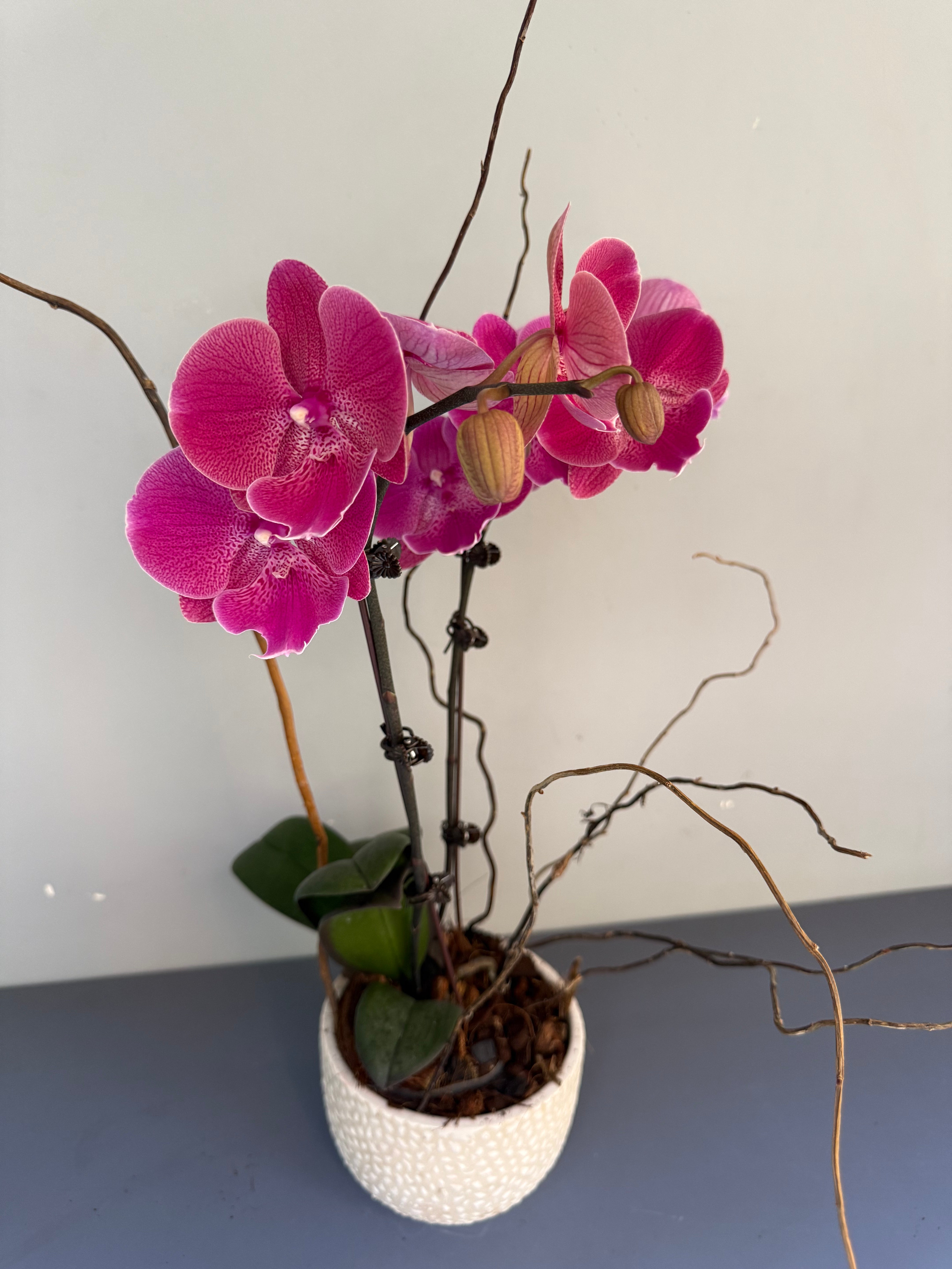 Phalaenopsis Plants Peach