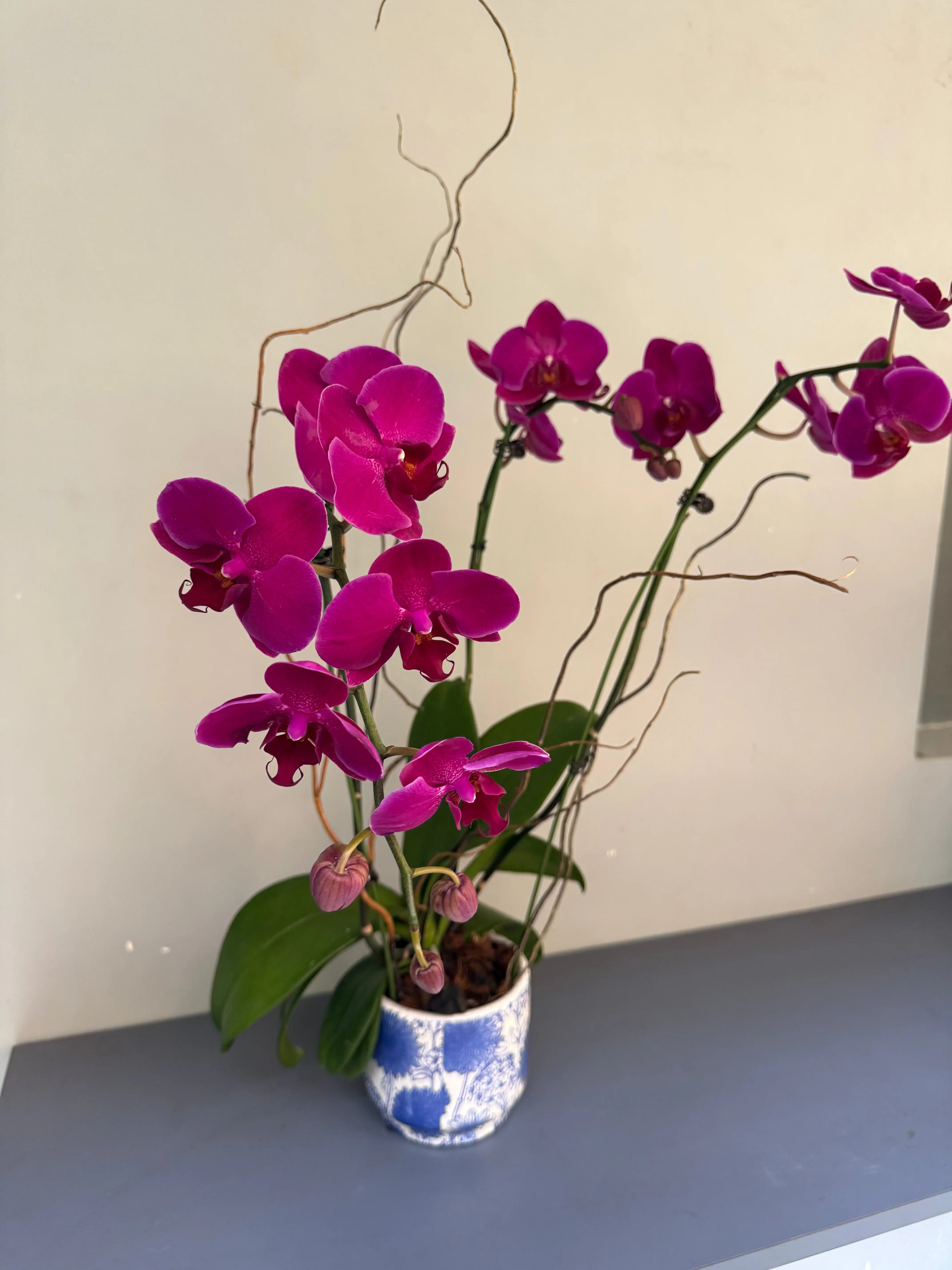 Phalaenopsis Plants - Pink 1magnolialane