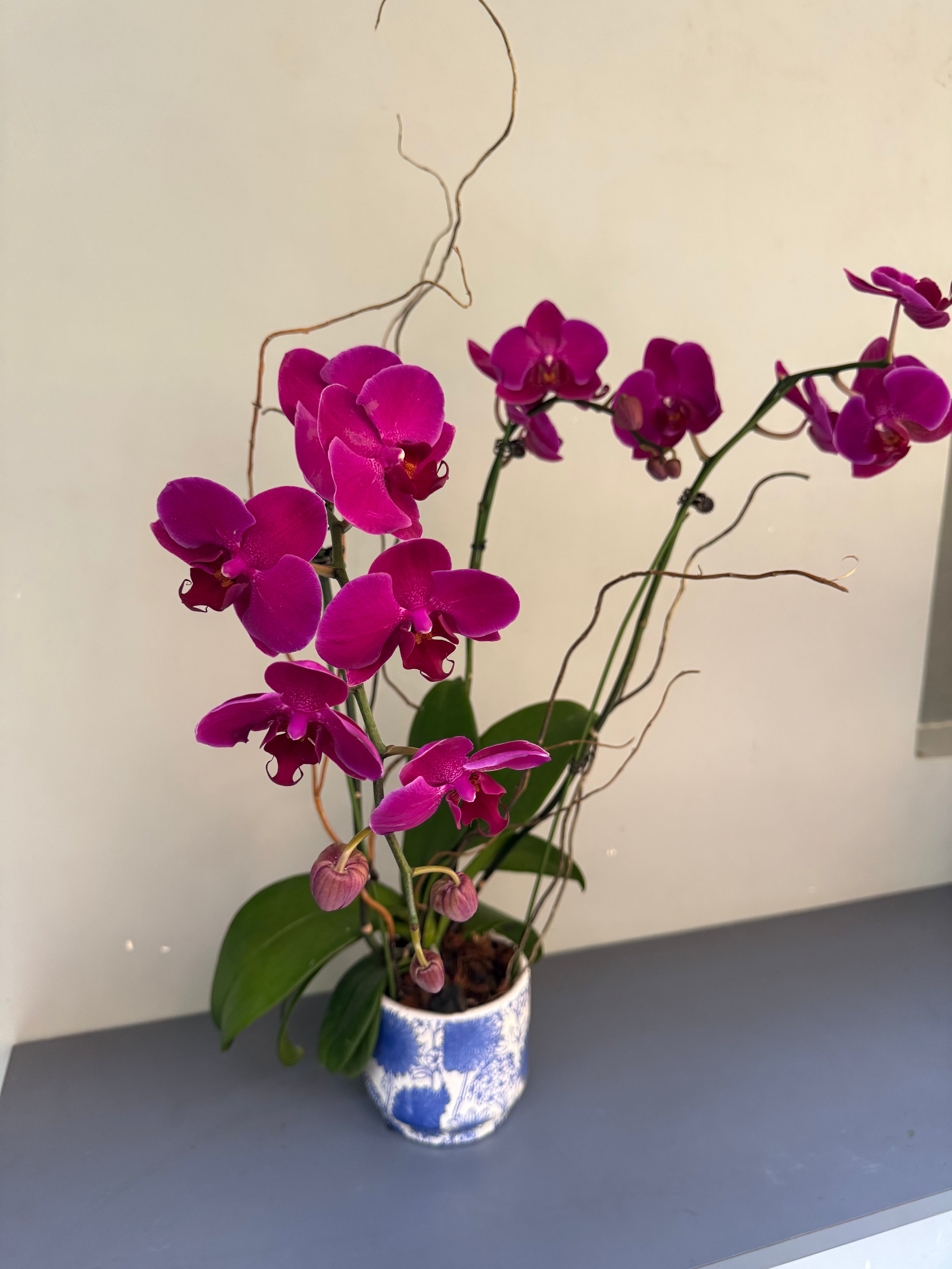 Phalaenopsis Plants - Pink