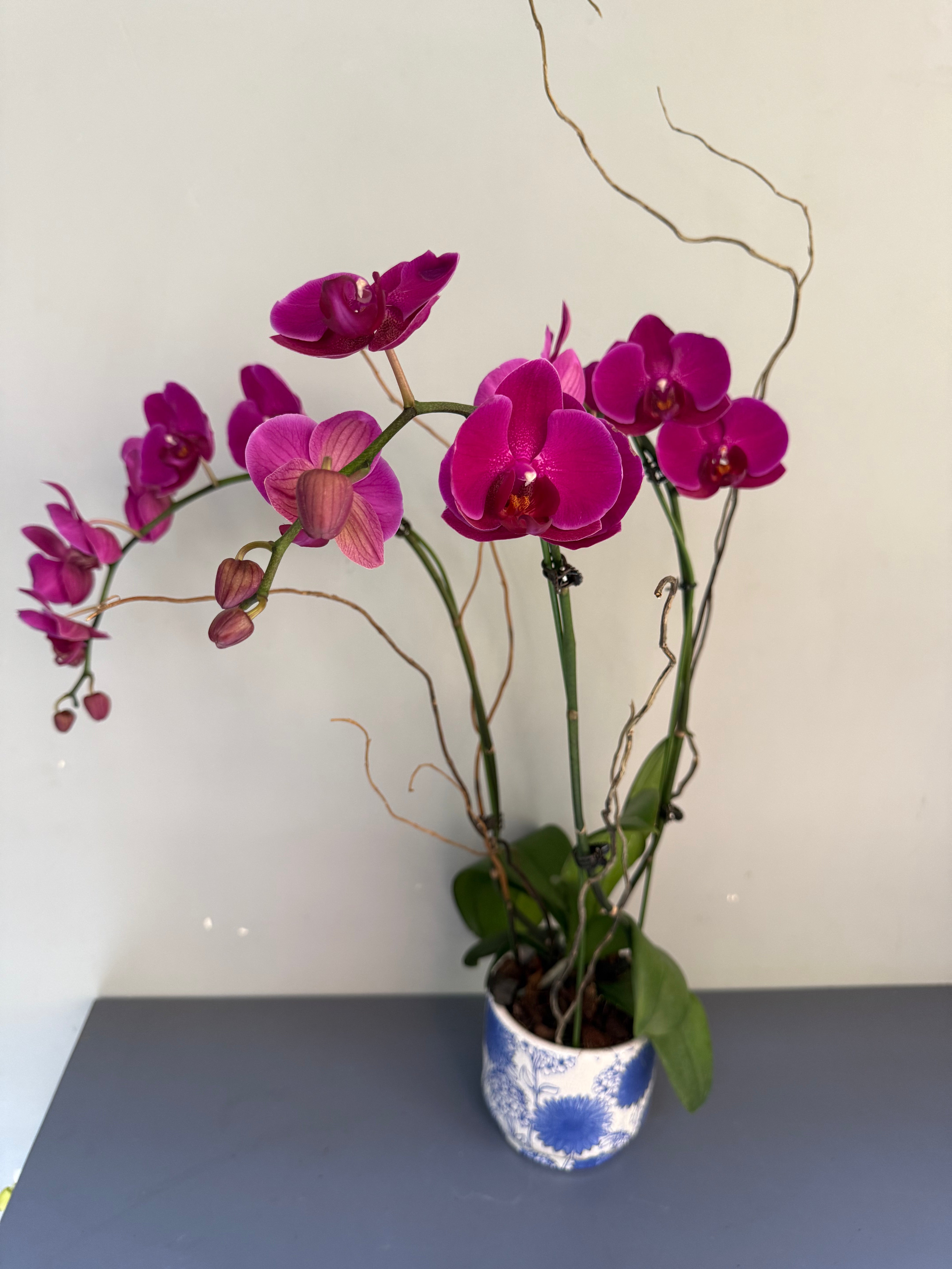Phalaenopsis Plants - Pink
