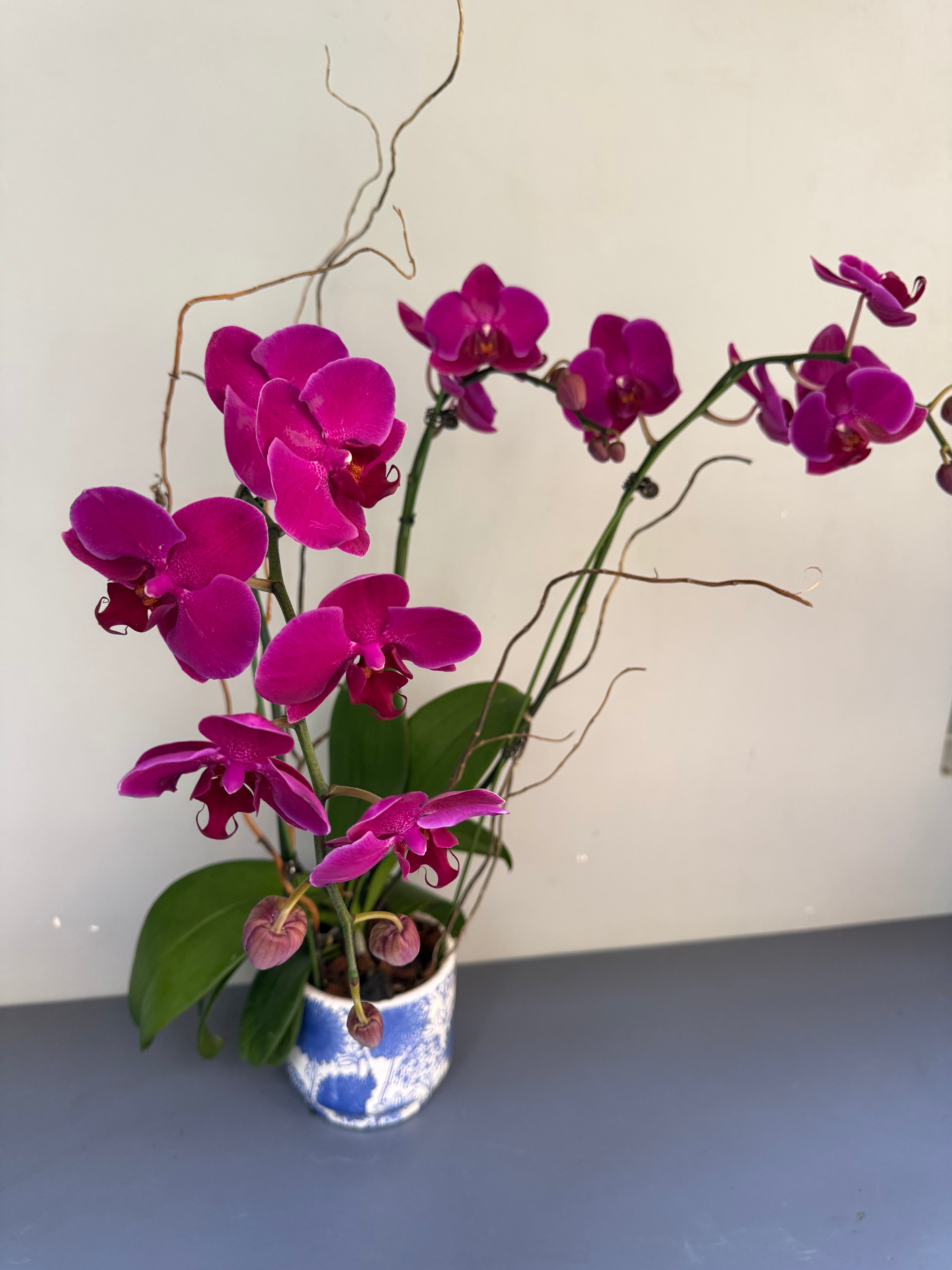 Phalaenopsis Plants - Pink