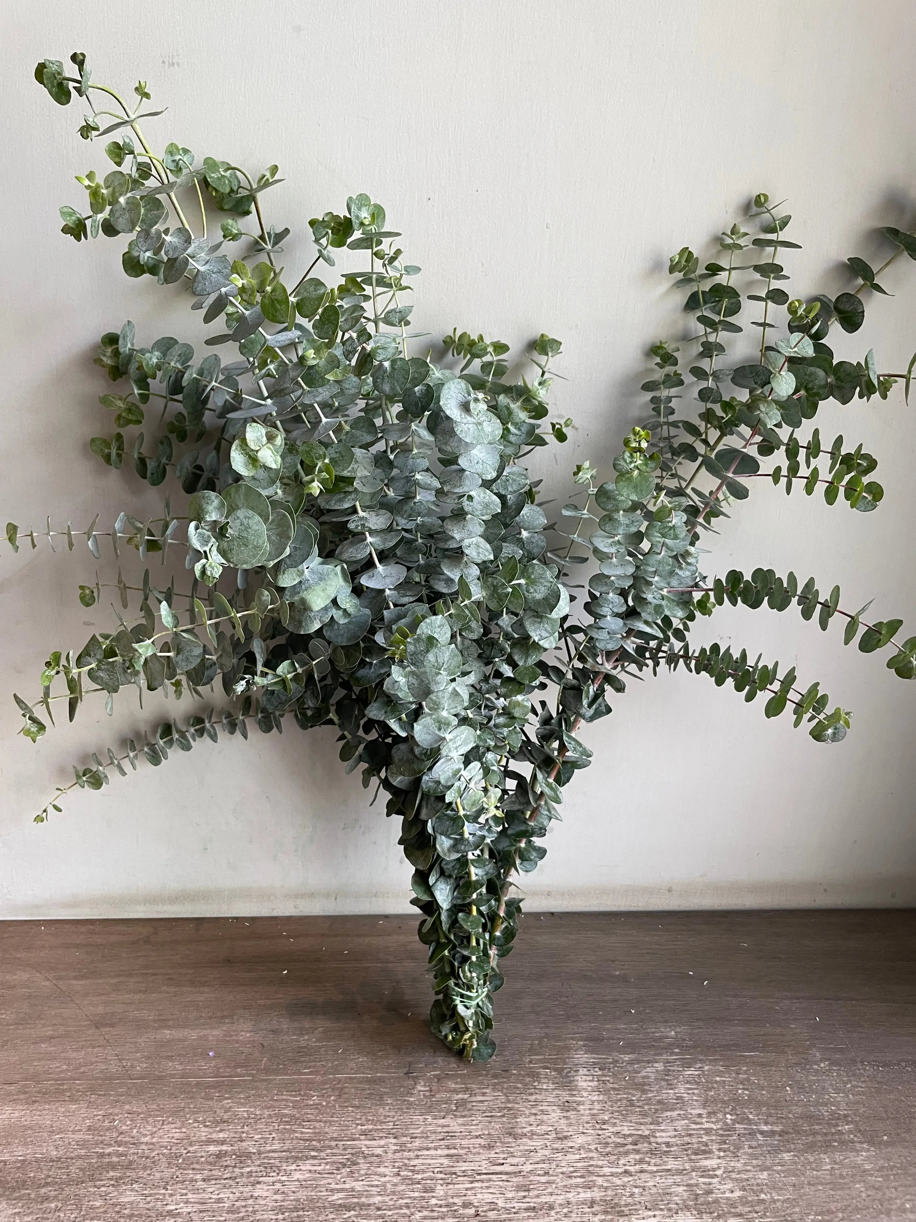 Eucalyptus 1magnolialane