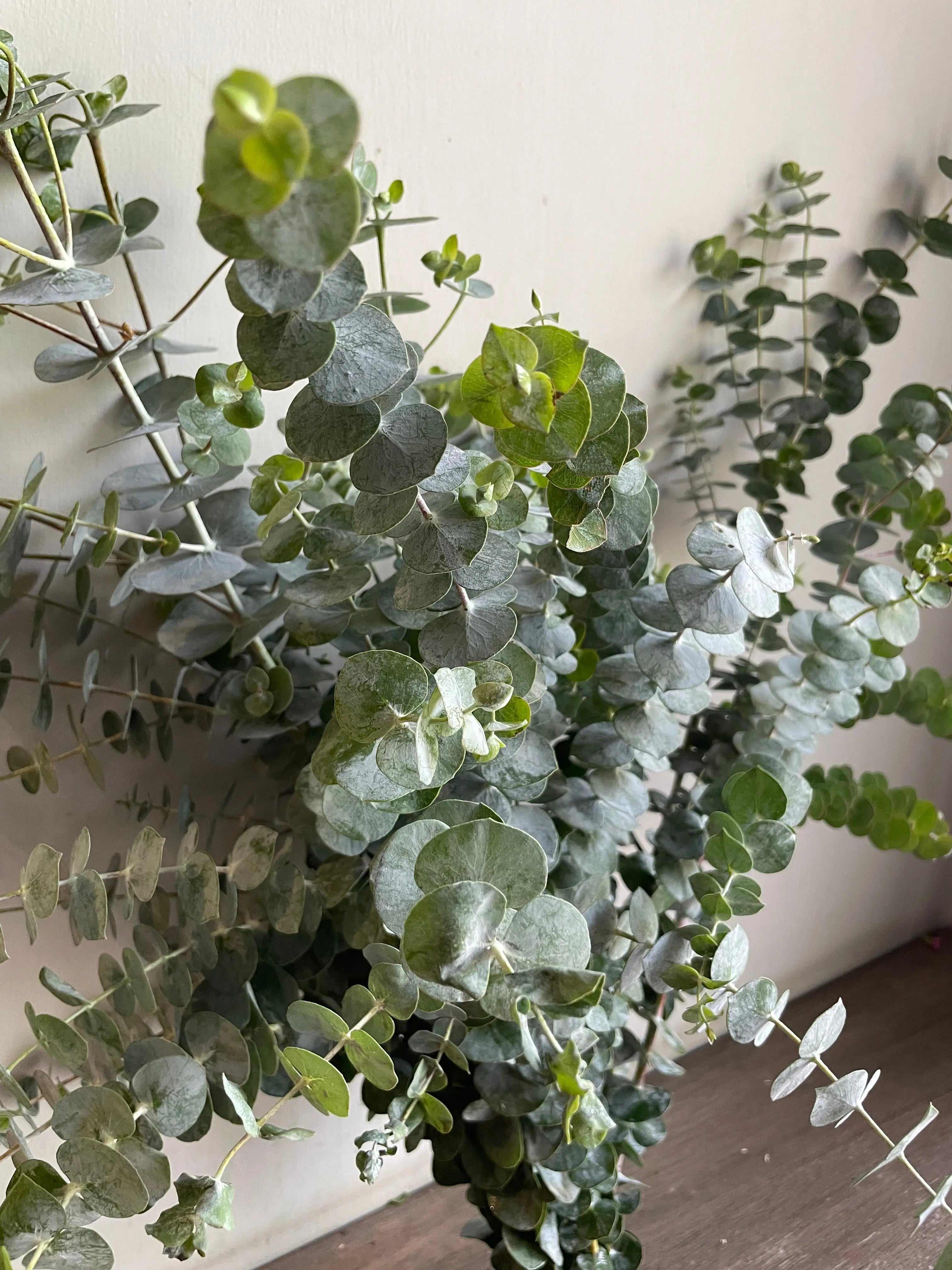 Eucalyptus 1magnolialane