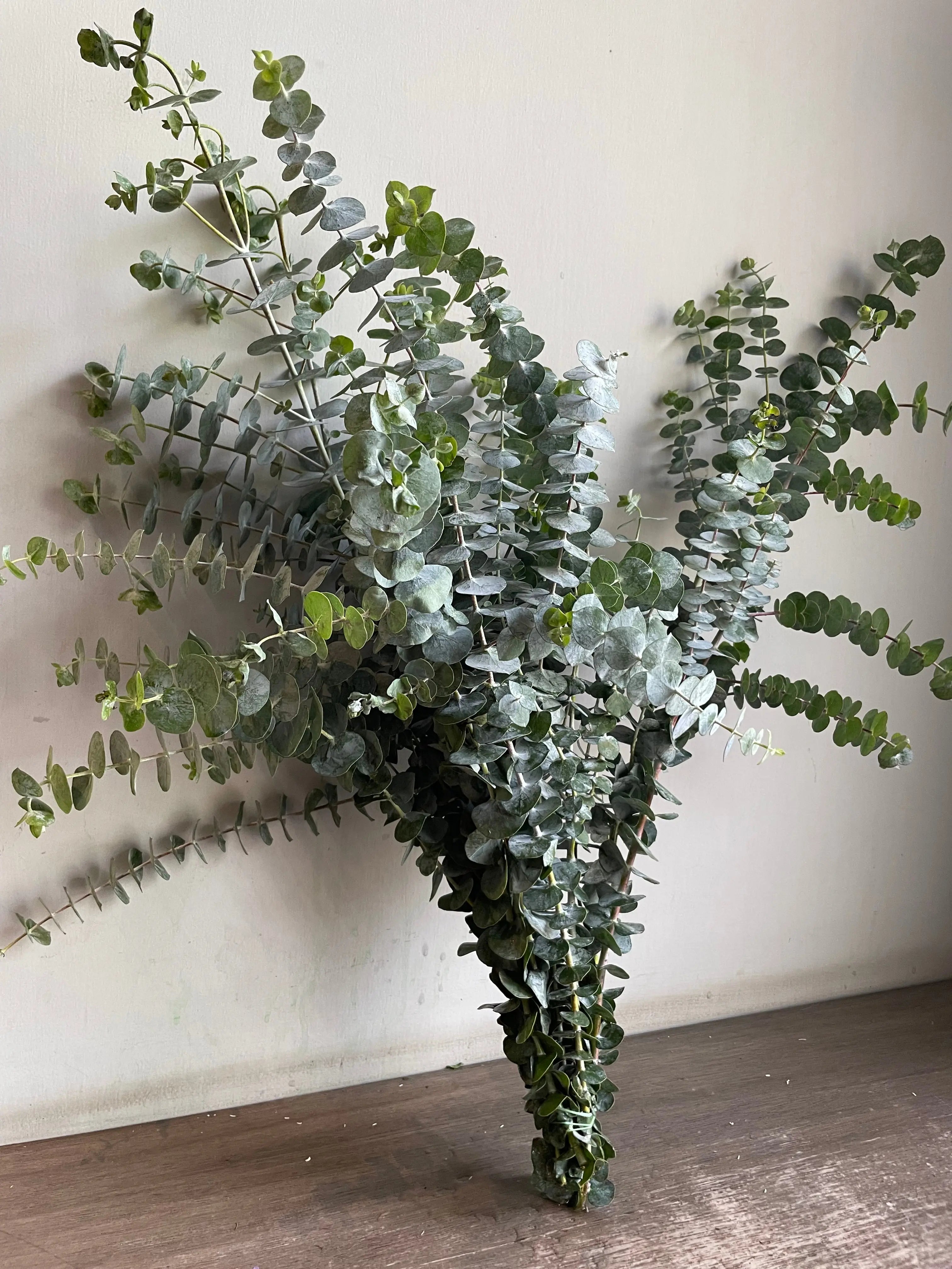 Eucalyptus 1magnolialane