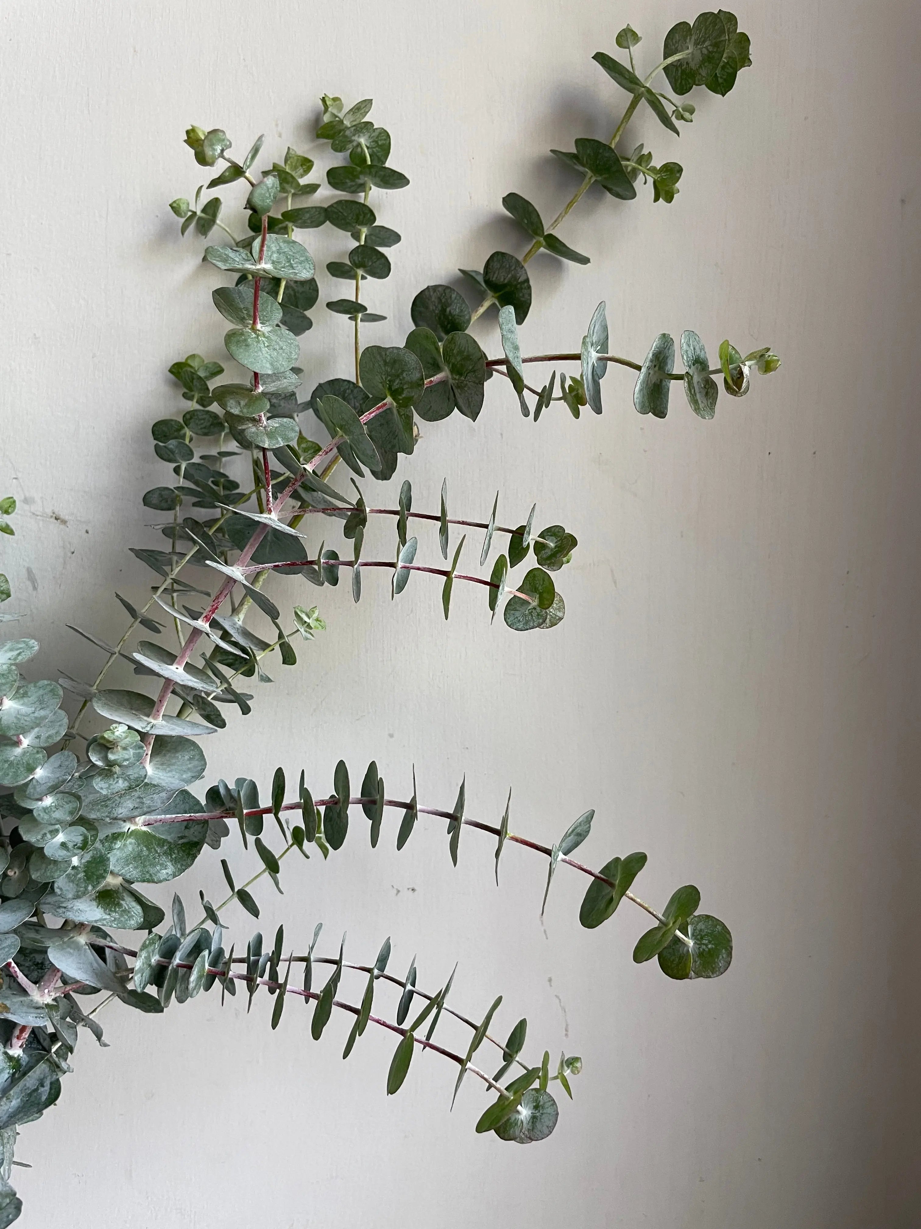 Eucalyptus 1magnolialane