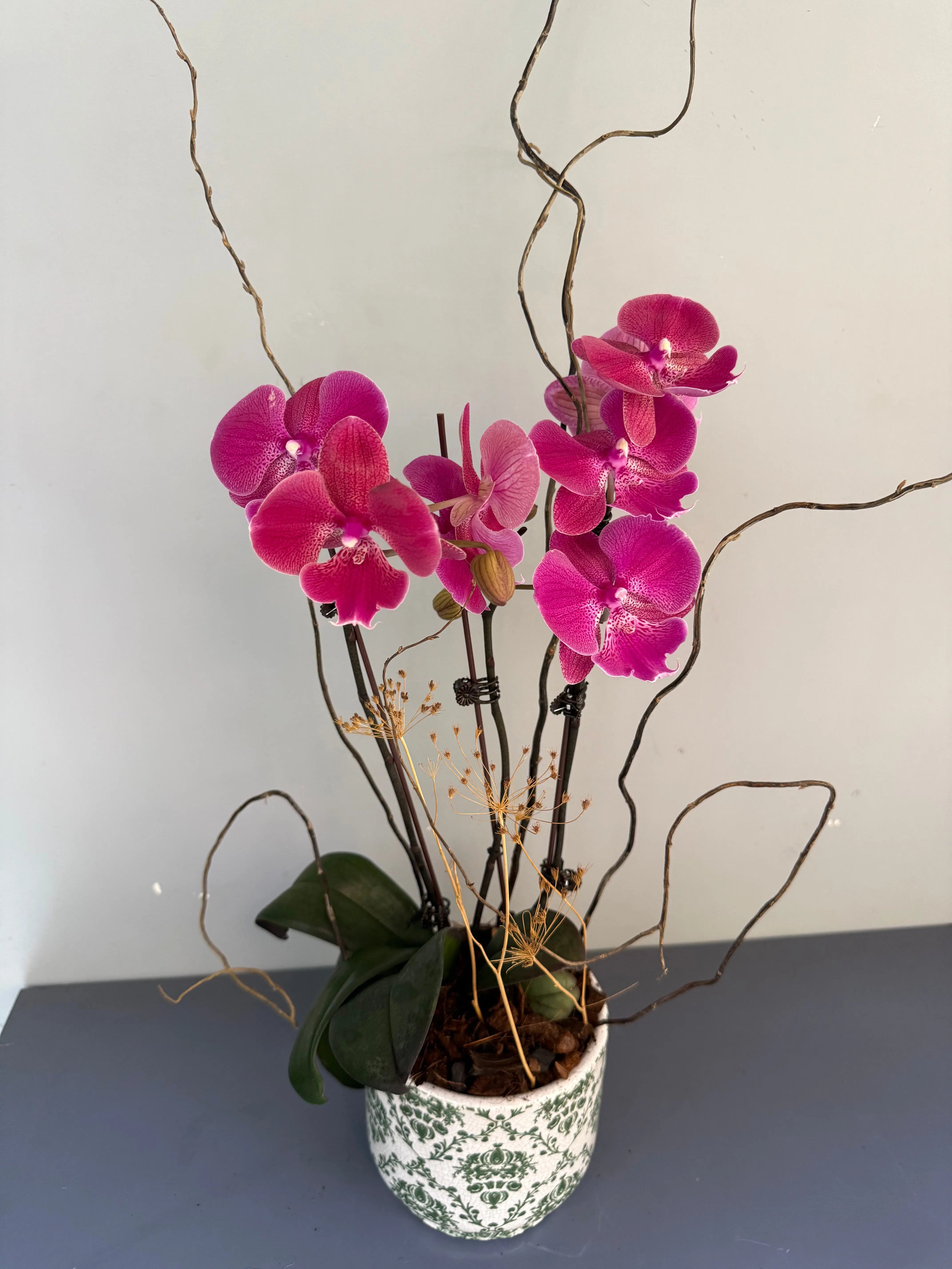 Phalaenopsis Plants Peach 1magnolialane
