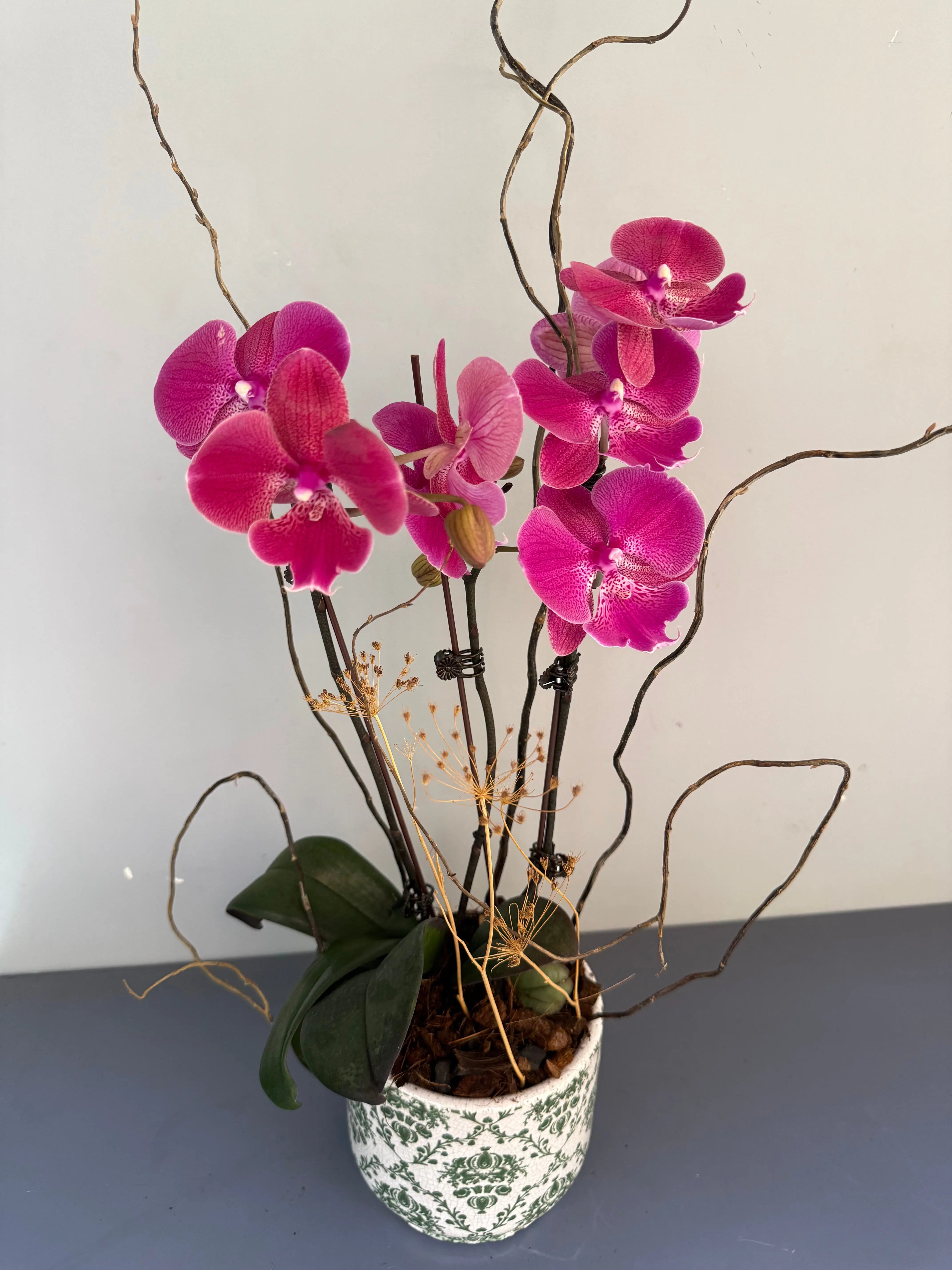 Phalaenopsis Plants Peach 1magnolialane