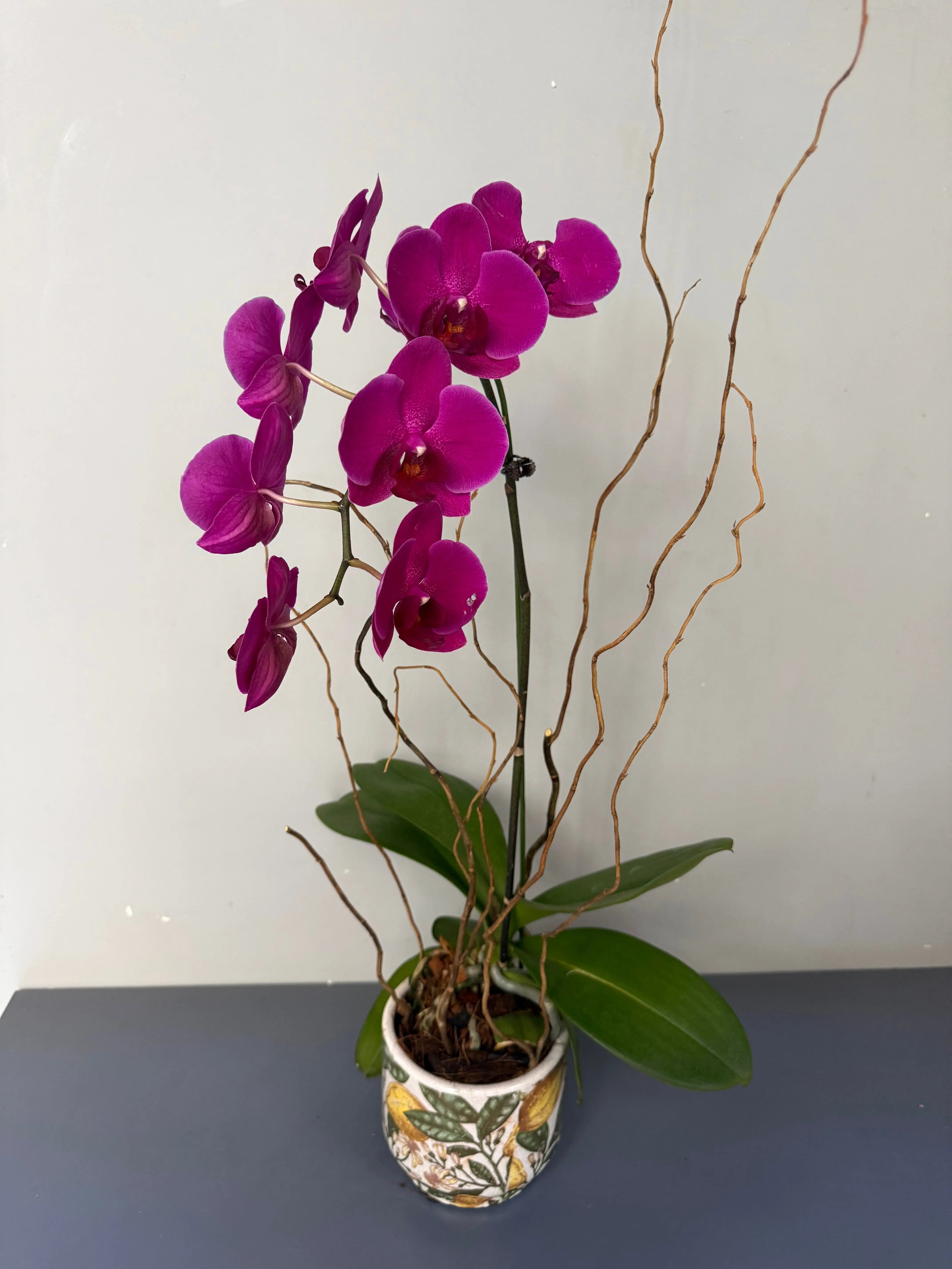 Phalaenopsis Plants - Pink 1magnolialane