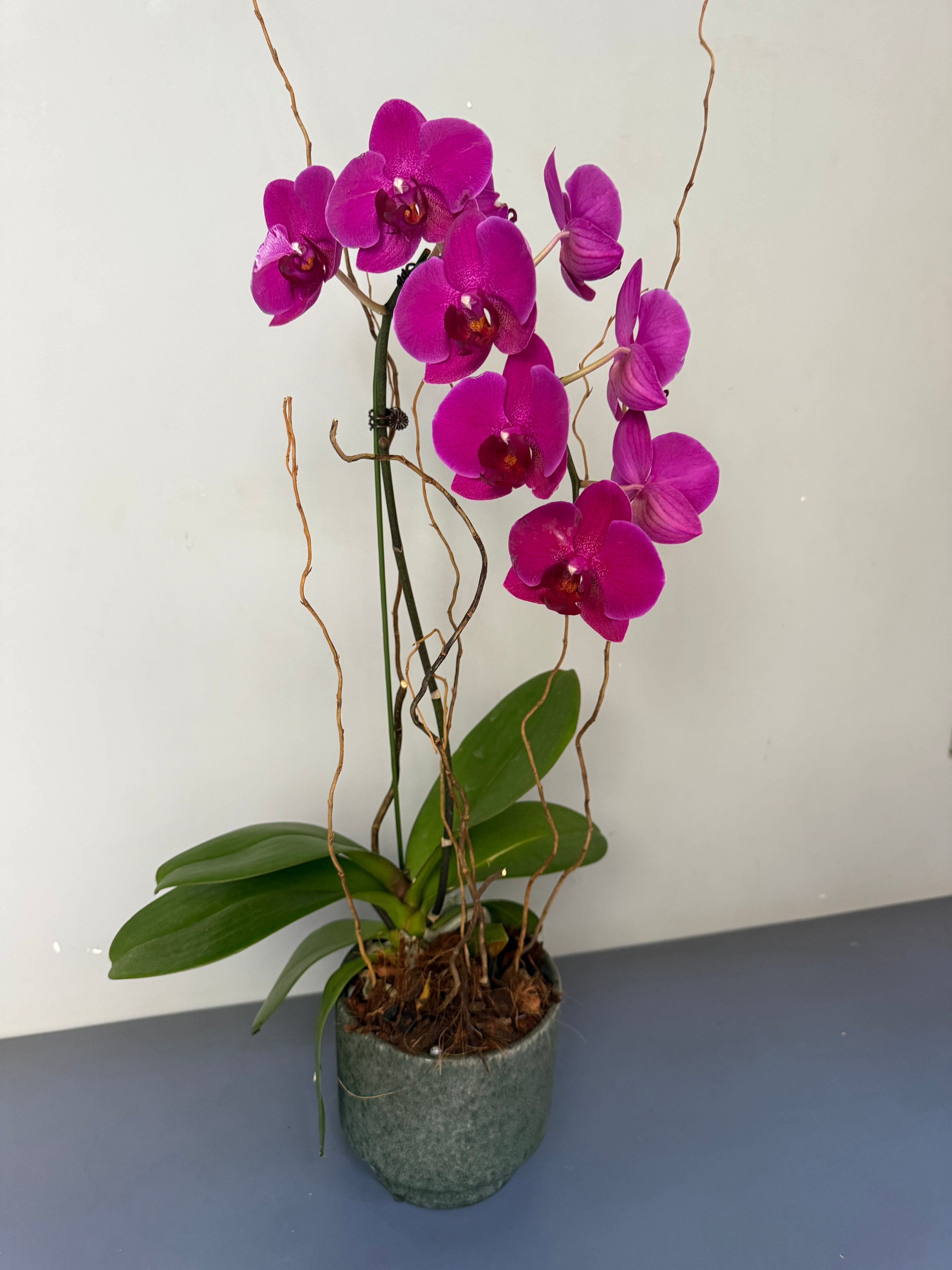 Phalaenopsis Plants - Pink