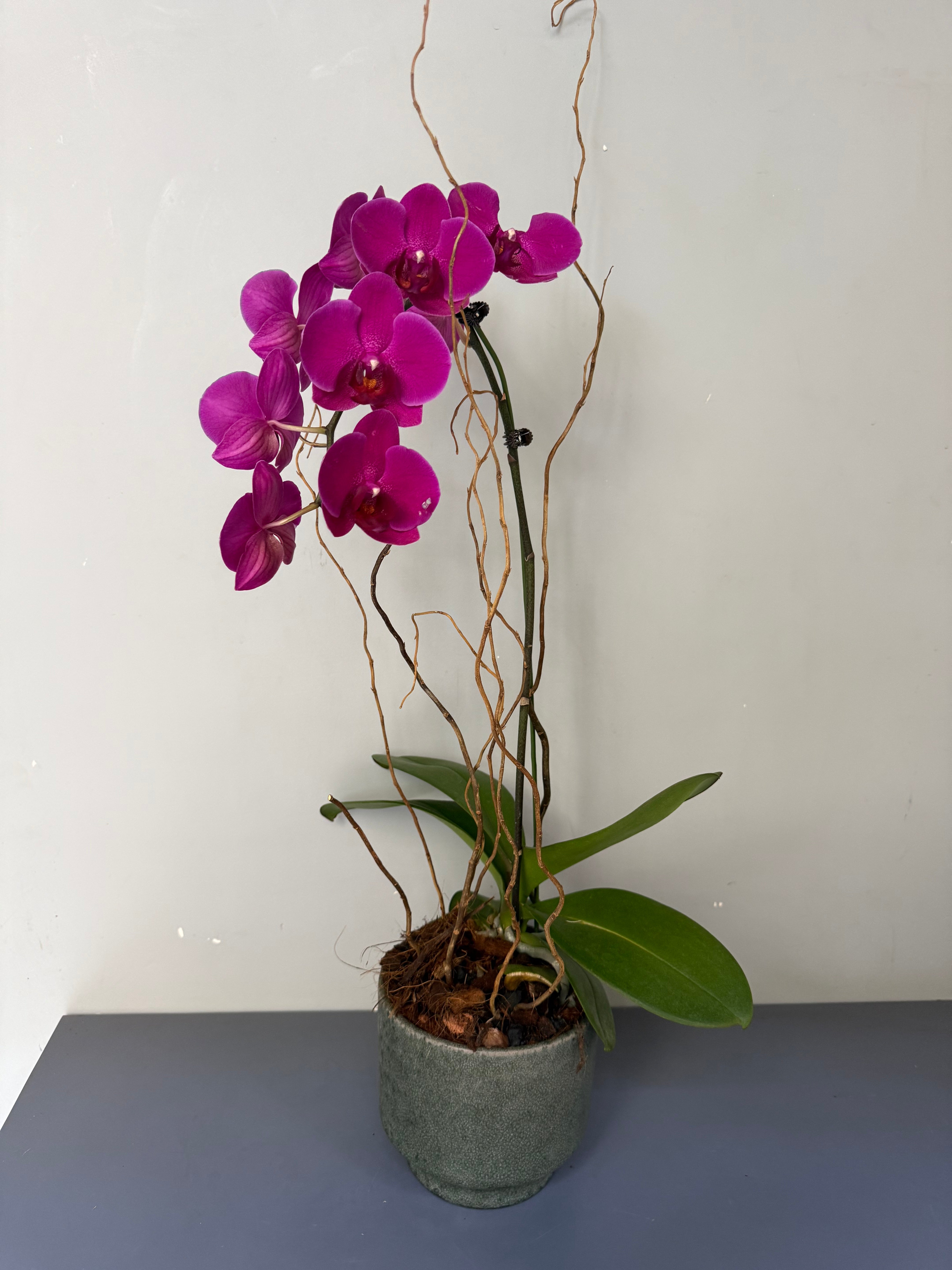 Phalaenopsis Plants - Pink