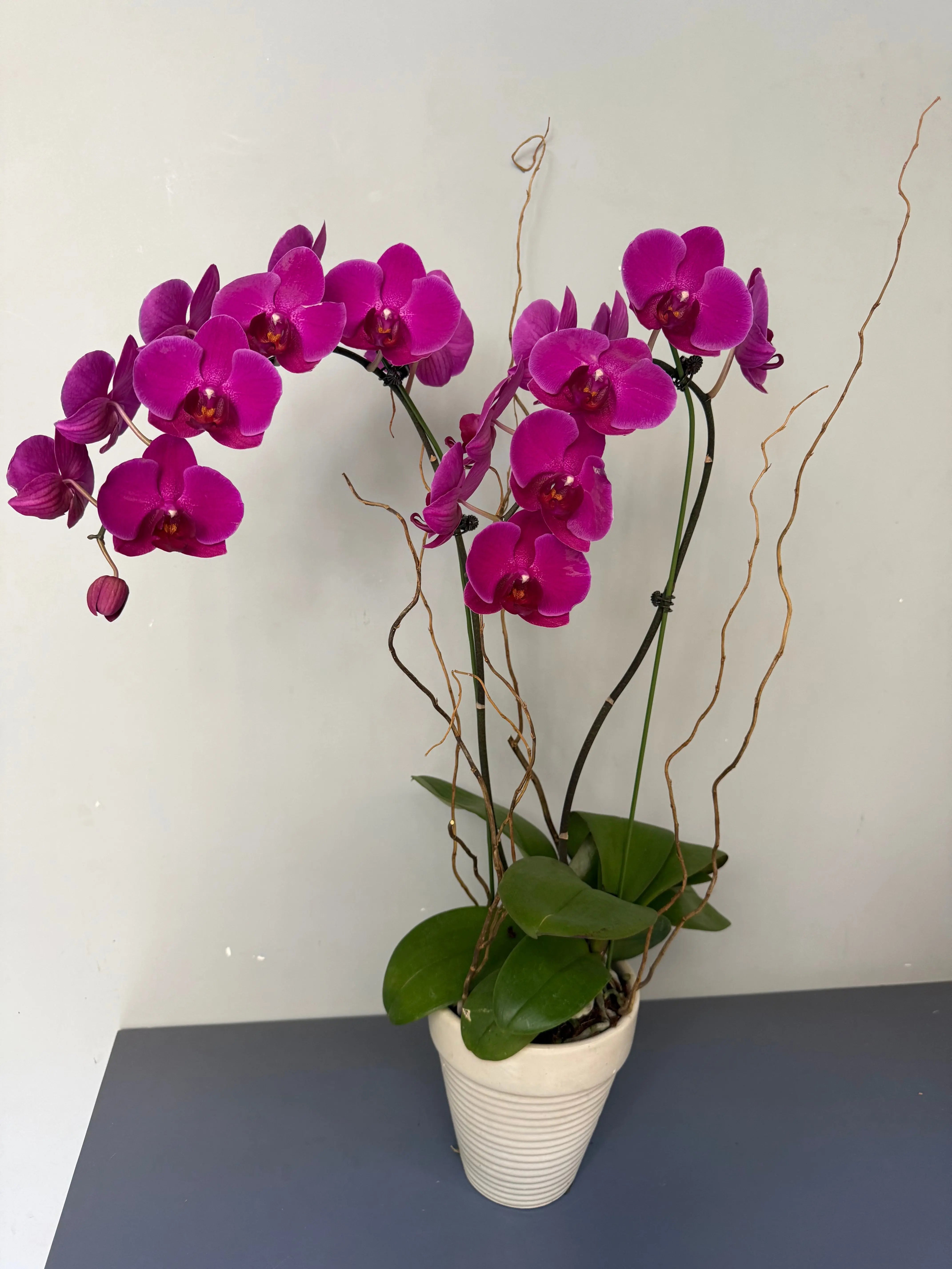 Phalaenopsis Plants - Pink 1magnolialane