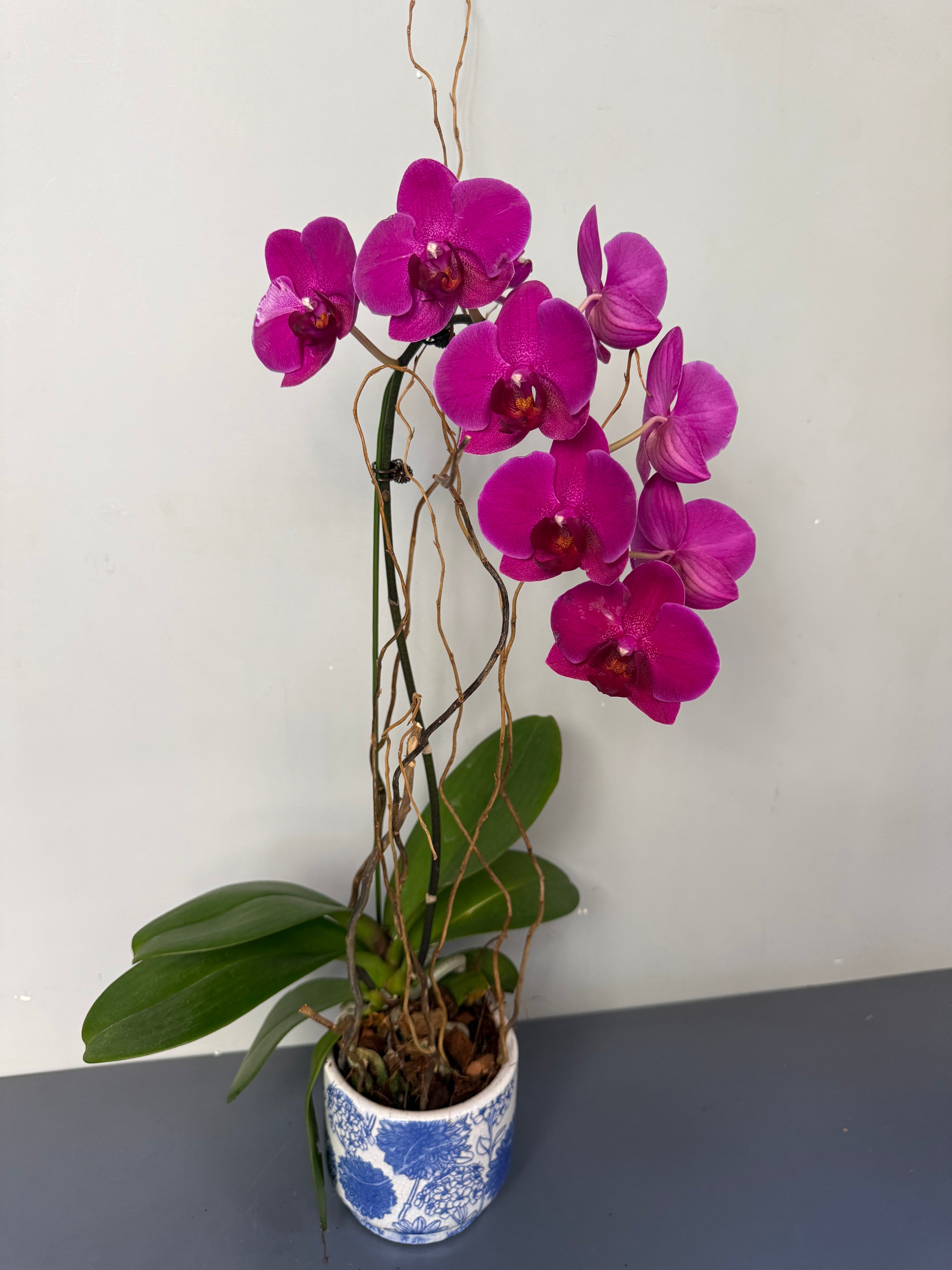 Phalaenopsis Plants - Pink 1magnolialane