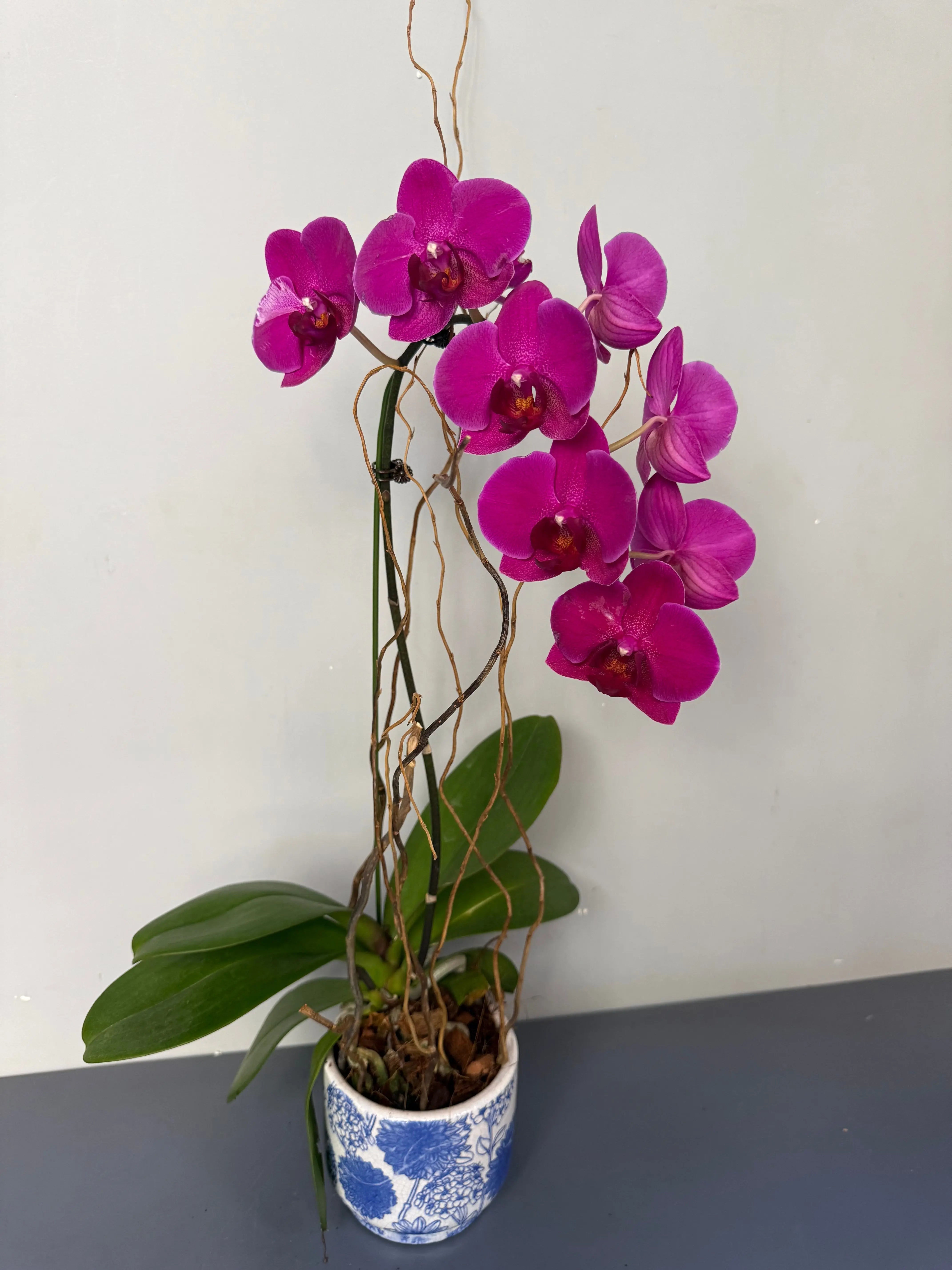 Phalaenopsis Plants - Pink 1magnolialane