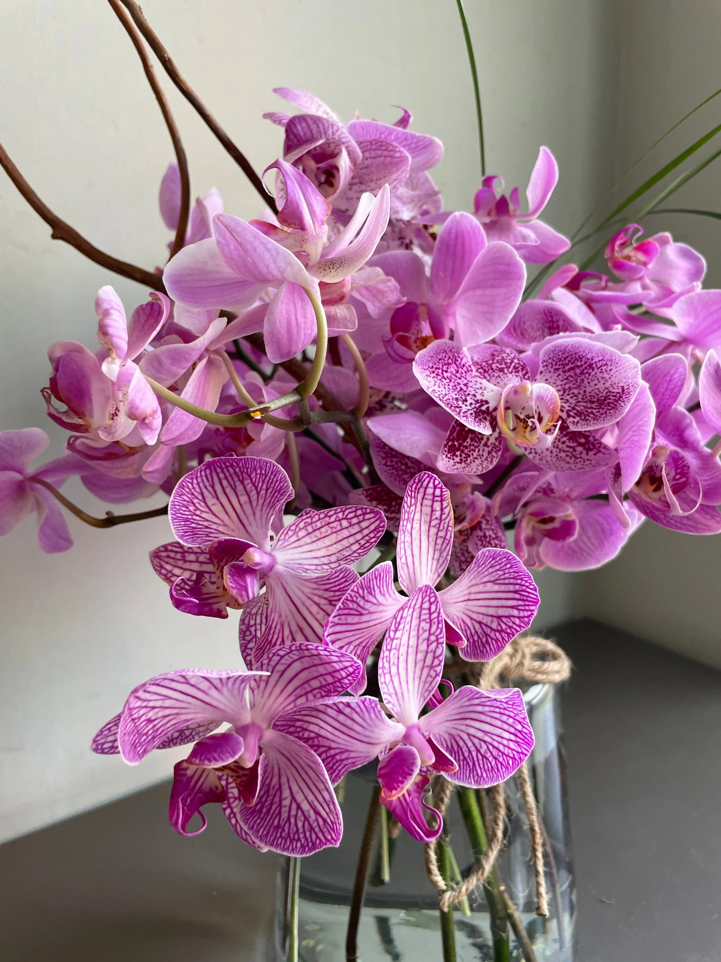 Confucius’ Favourite 1magnolialane