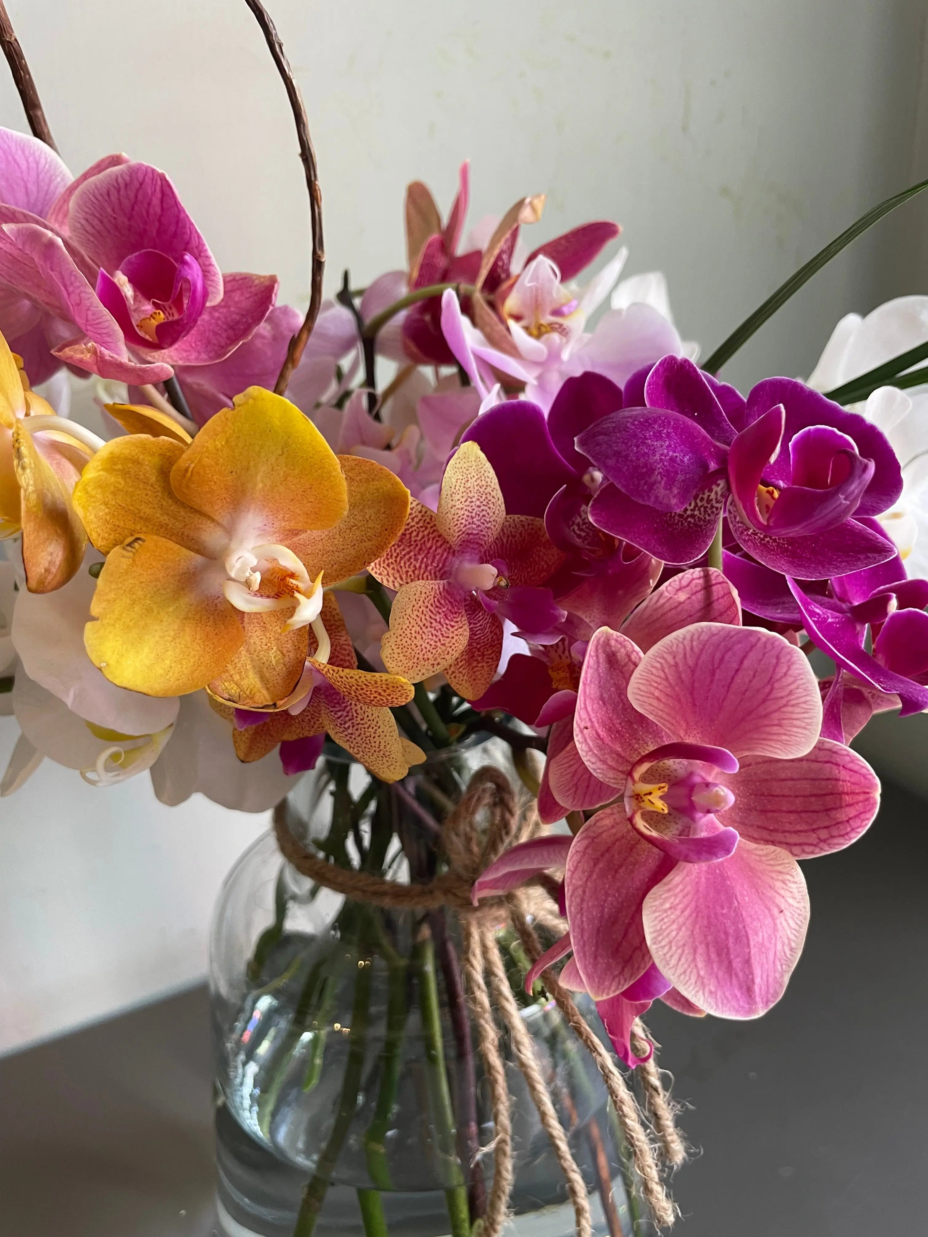 An Orchidan Saga 1magnolialane