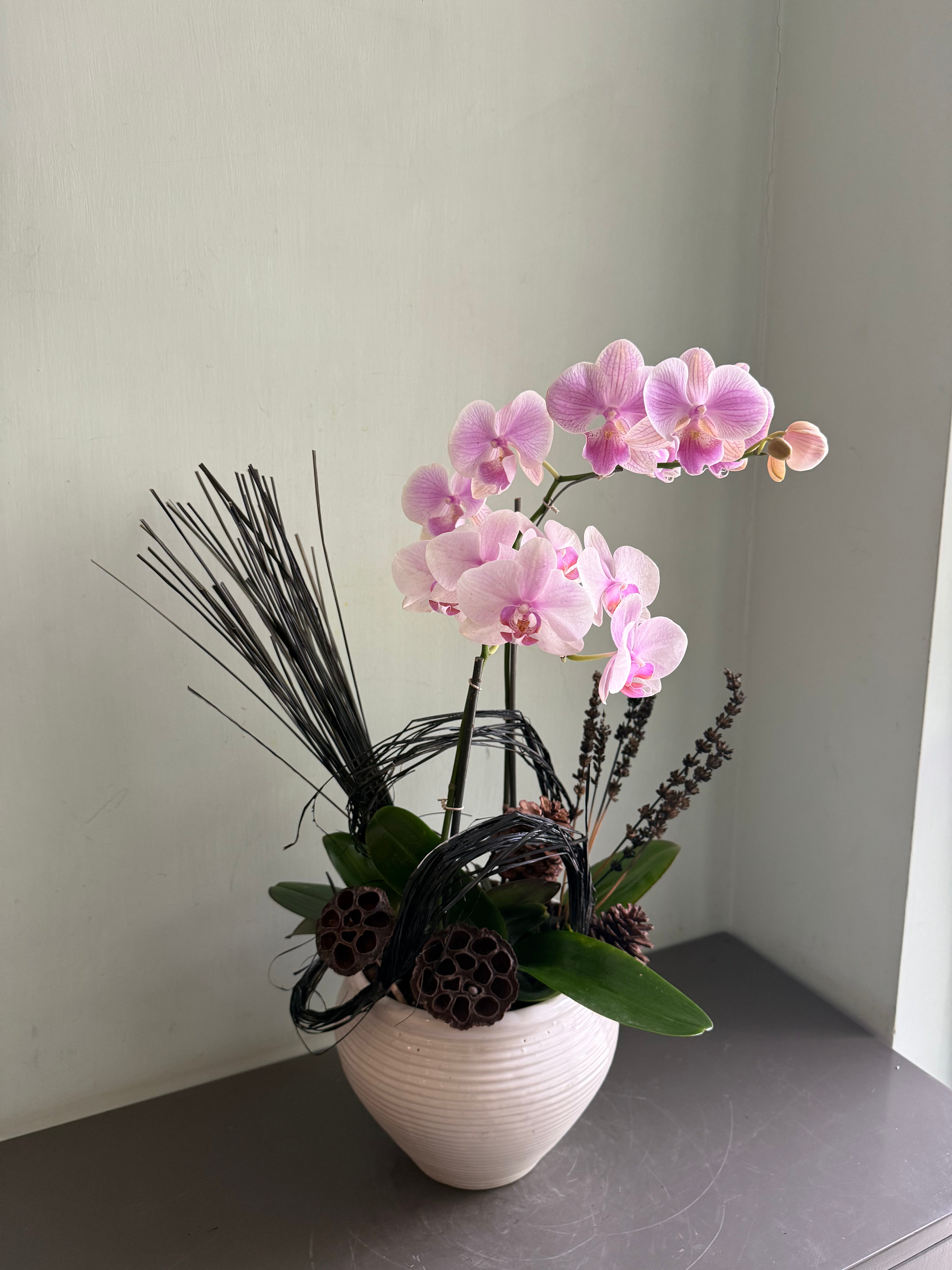 2 stem Phalaenopsis pots 1magnolialane