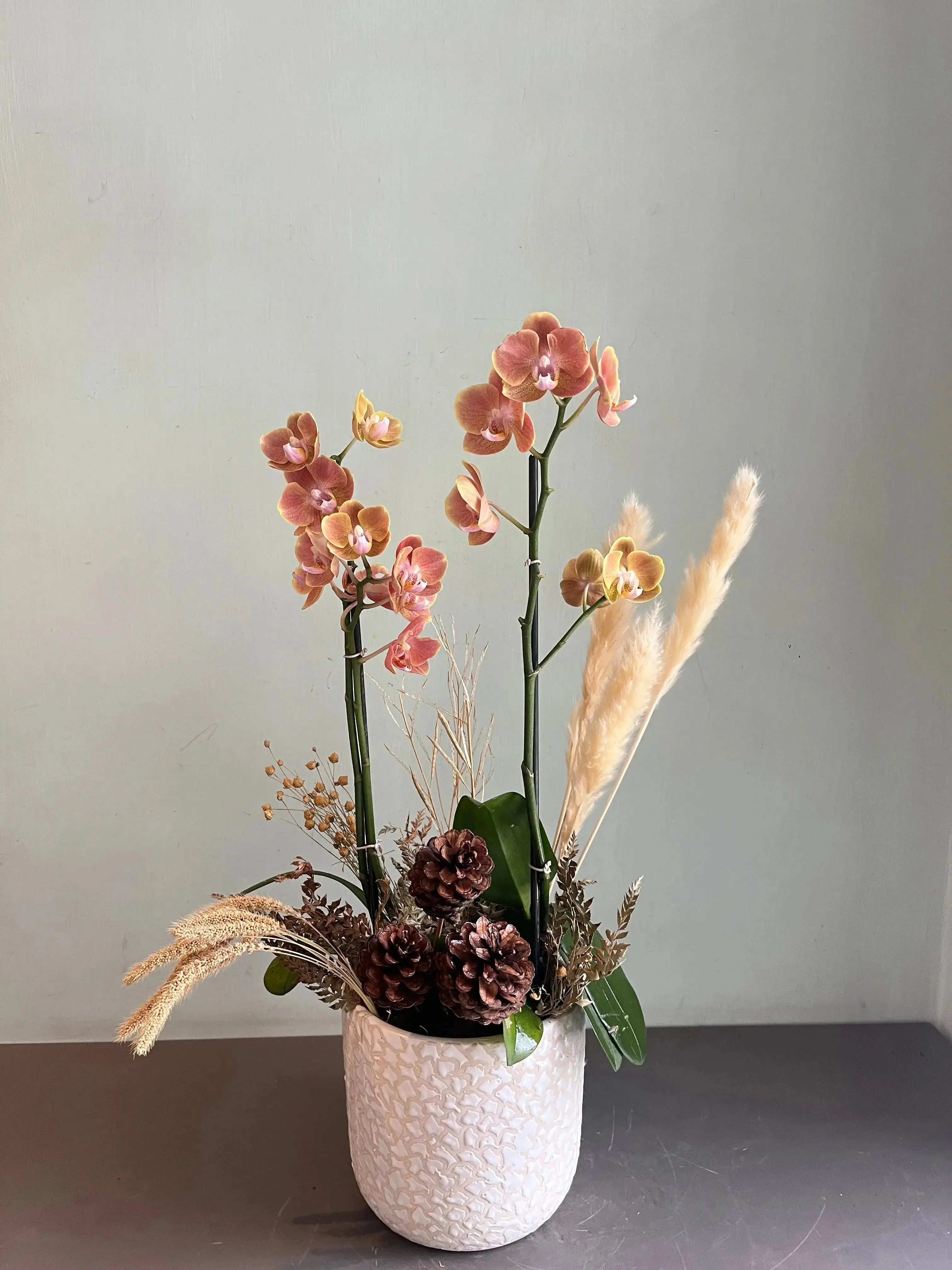 Phalaenopsis Pots 1magnolialane