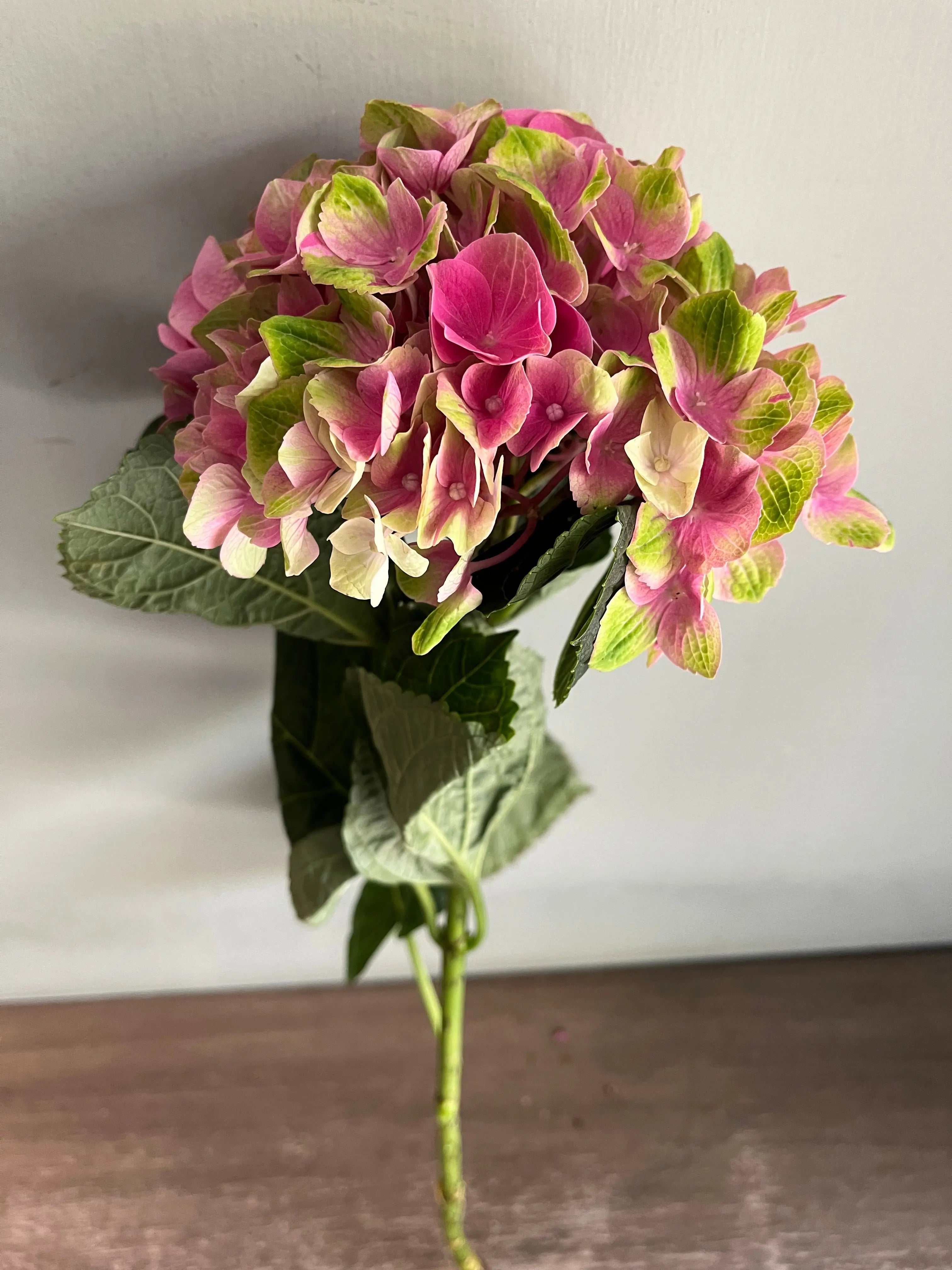 Hydrangea 1magnolialane