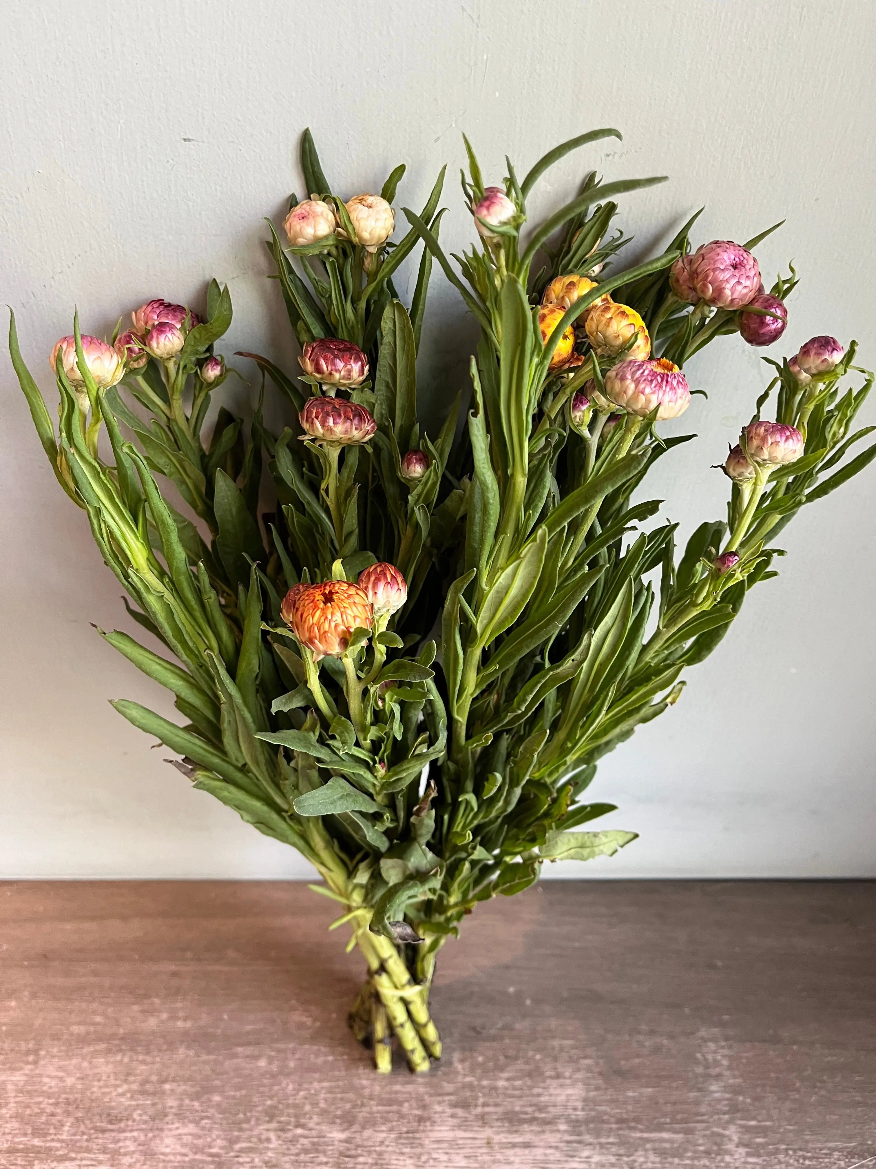 Helichrysum 1magnolialane