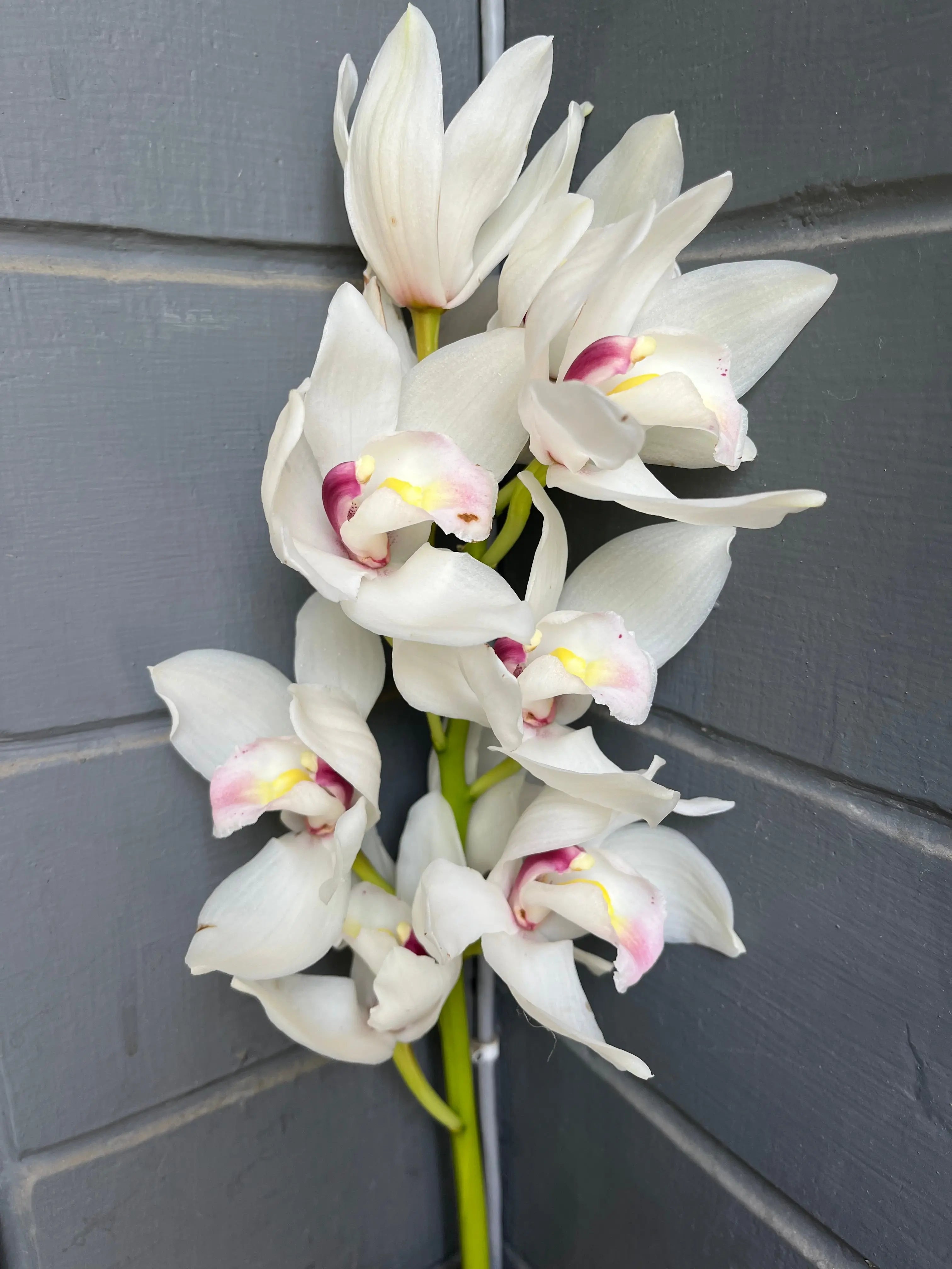 Cymbidium 1magnolialane