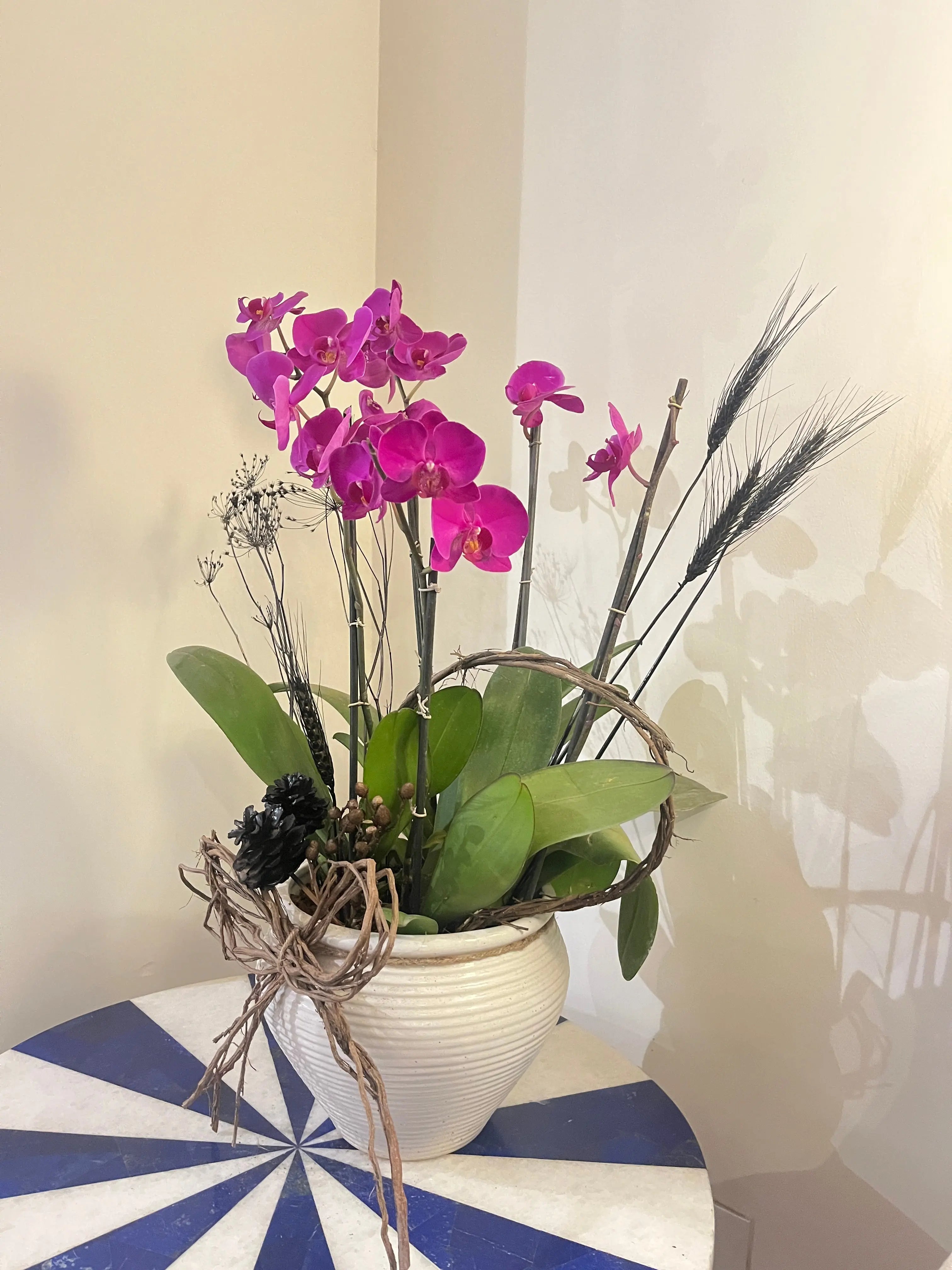 5 stem Phalaenopsis pots 1magnolialane