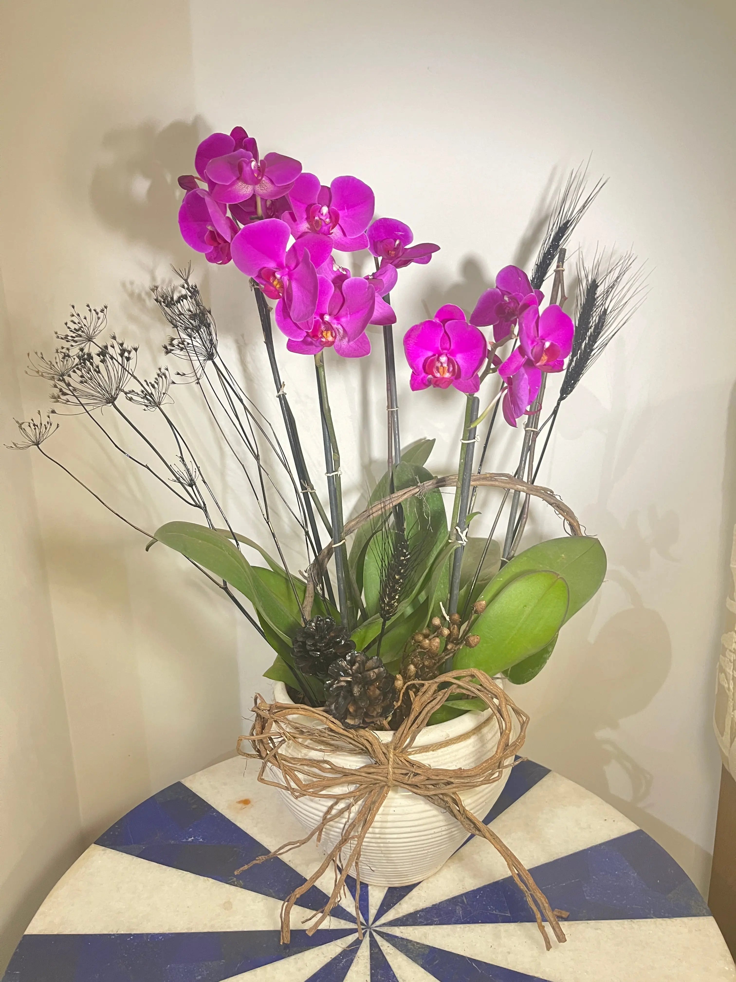 5 stem Phalaenopsis pots 1magnolialane