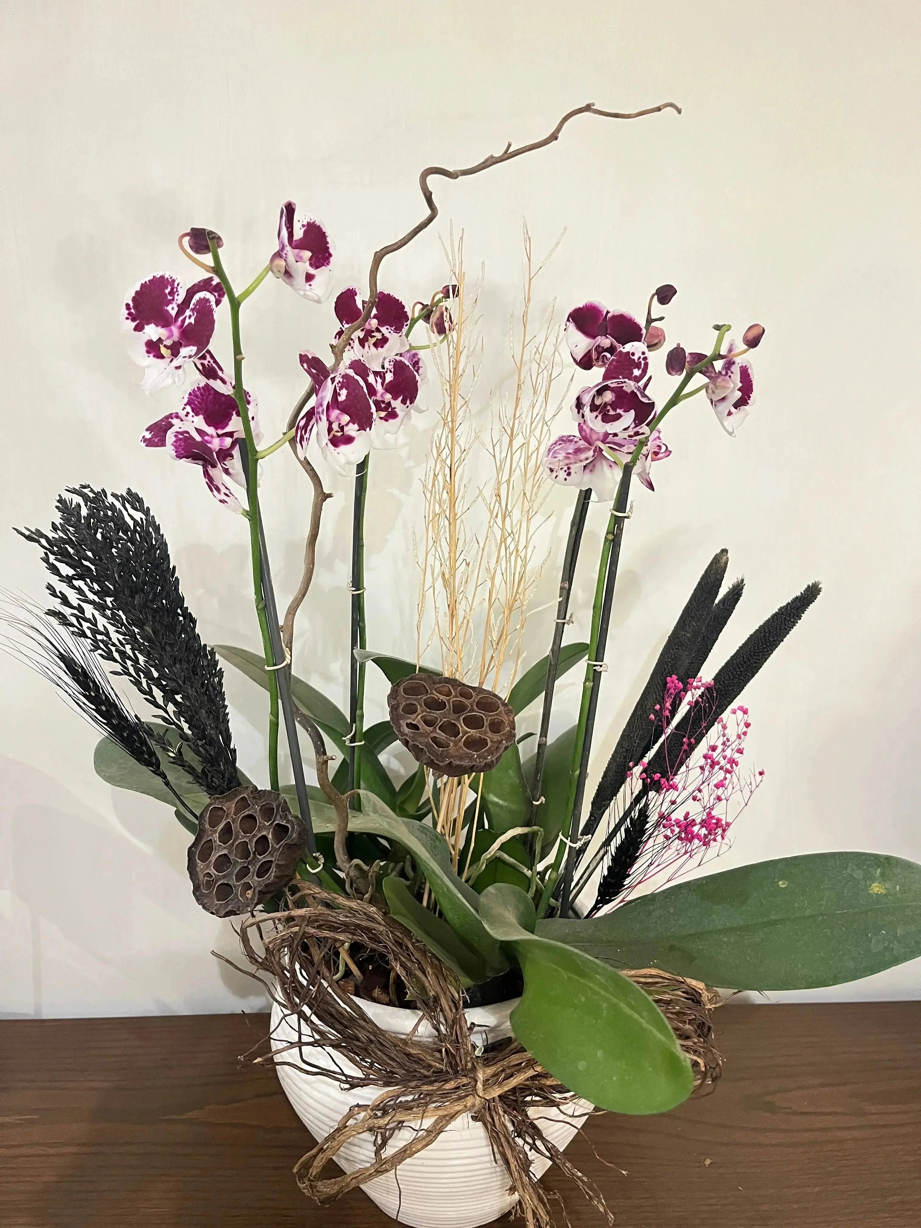 Phalaenopsis Pots 1magnolialane