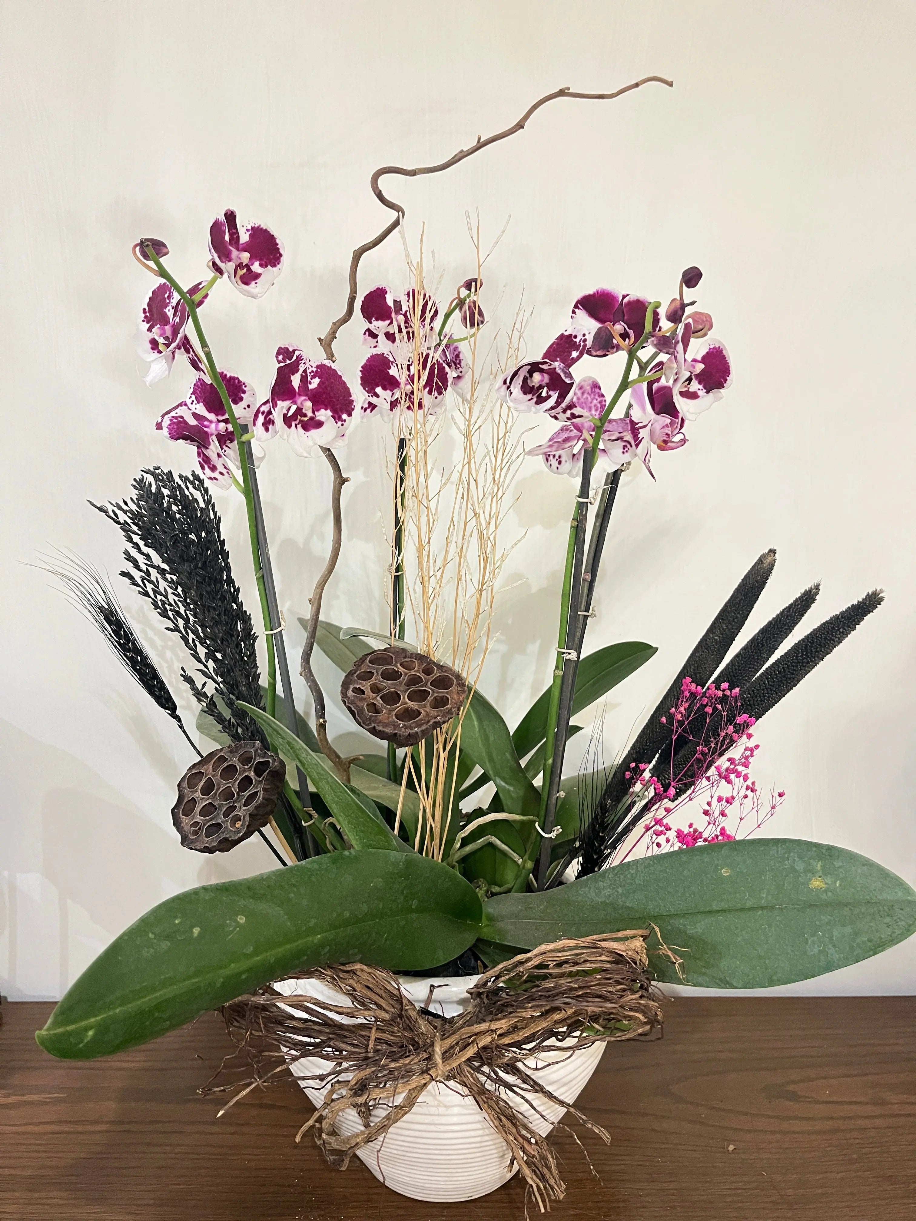 4 stem Phalaenopsis pots 1magnolialane