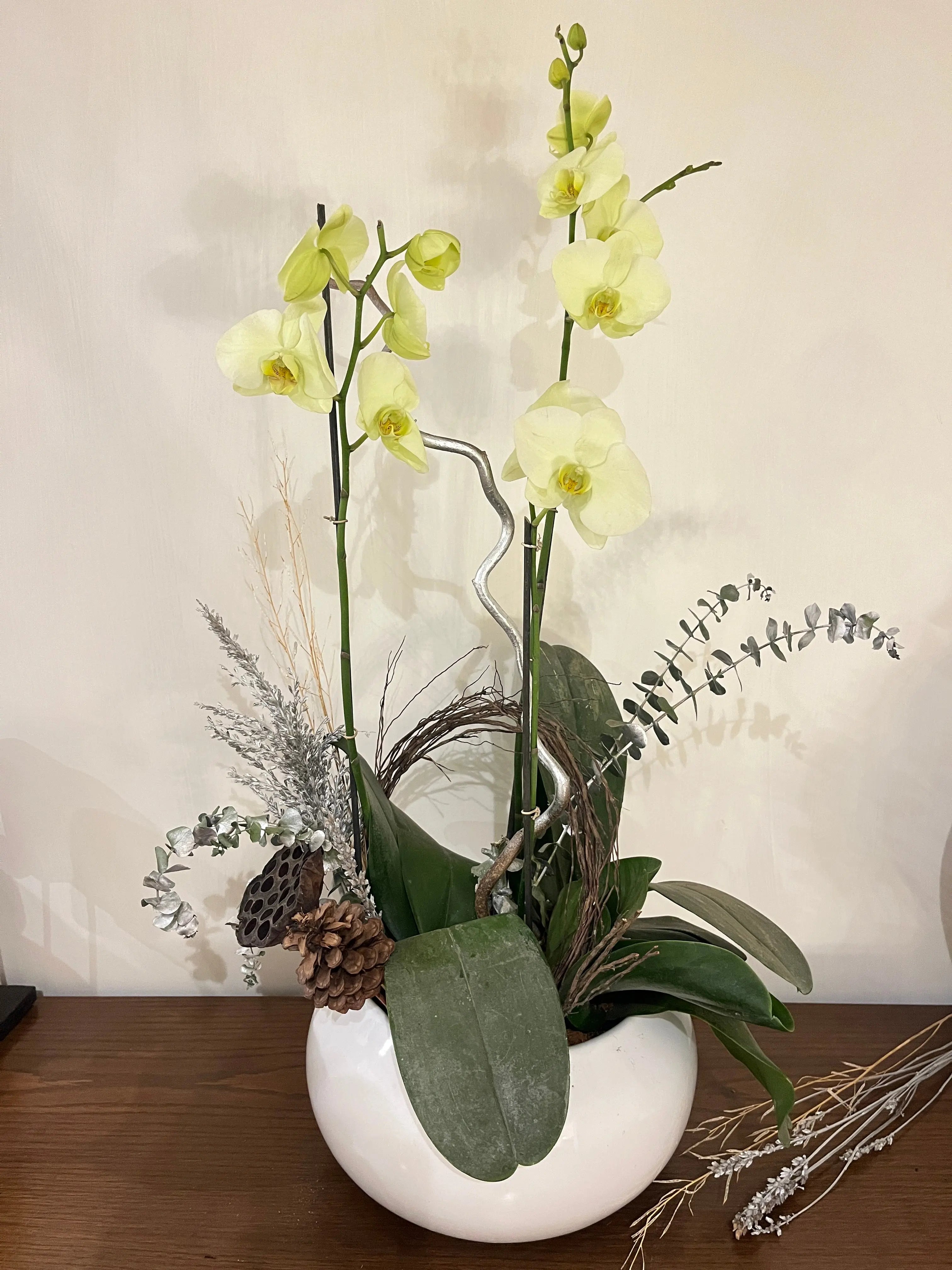3 stem Phalaenopsis pots 1magnolialane