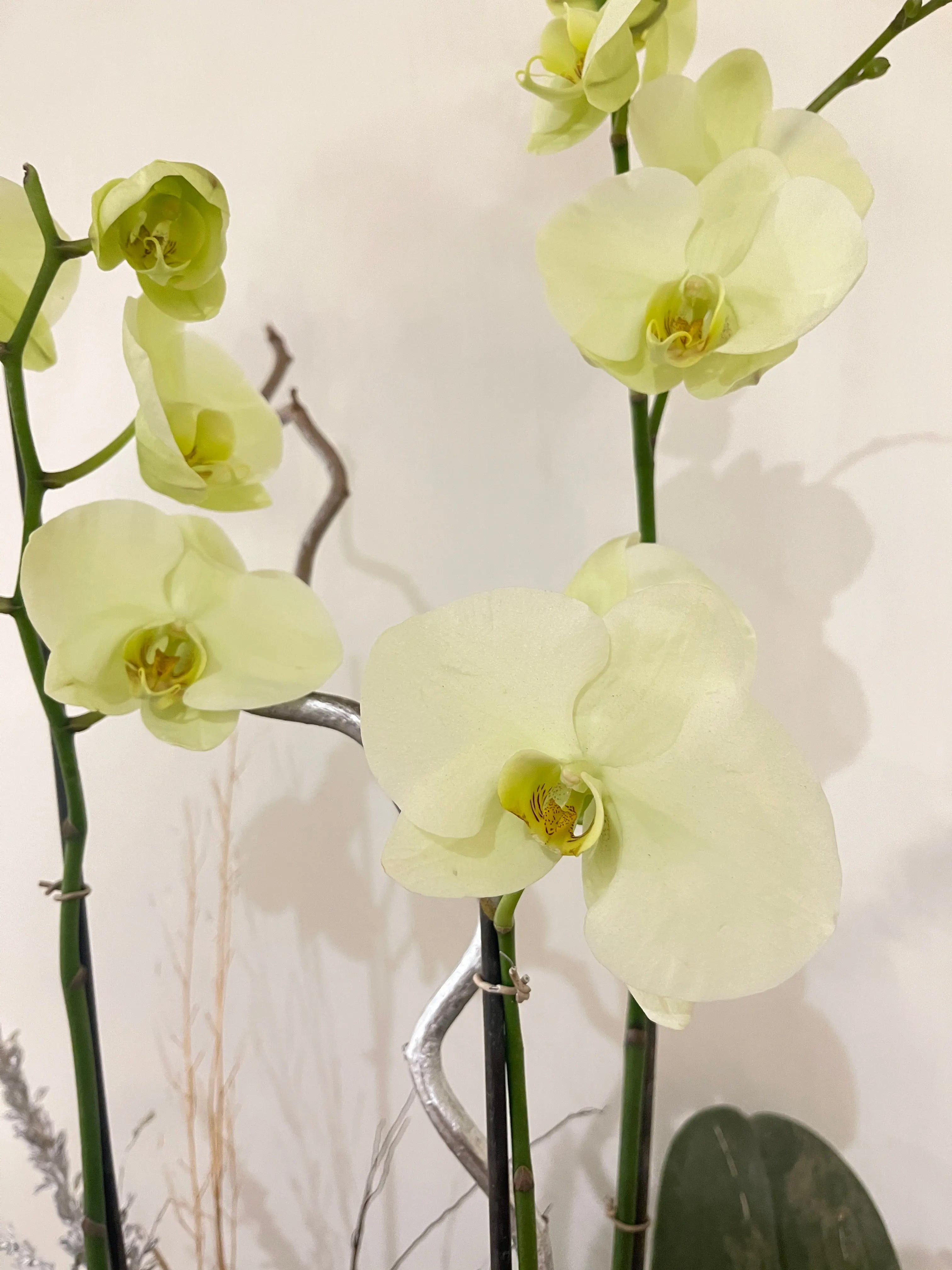 3 stem Phalaenopsis pots 1magnolialane