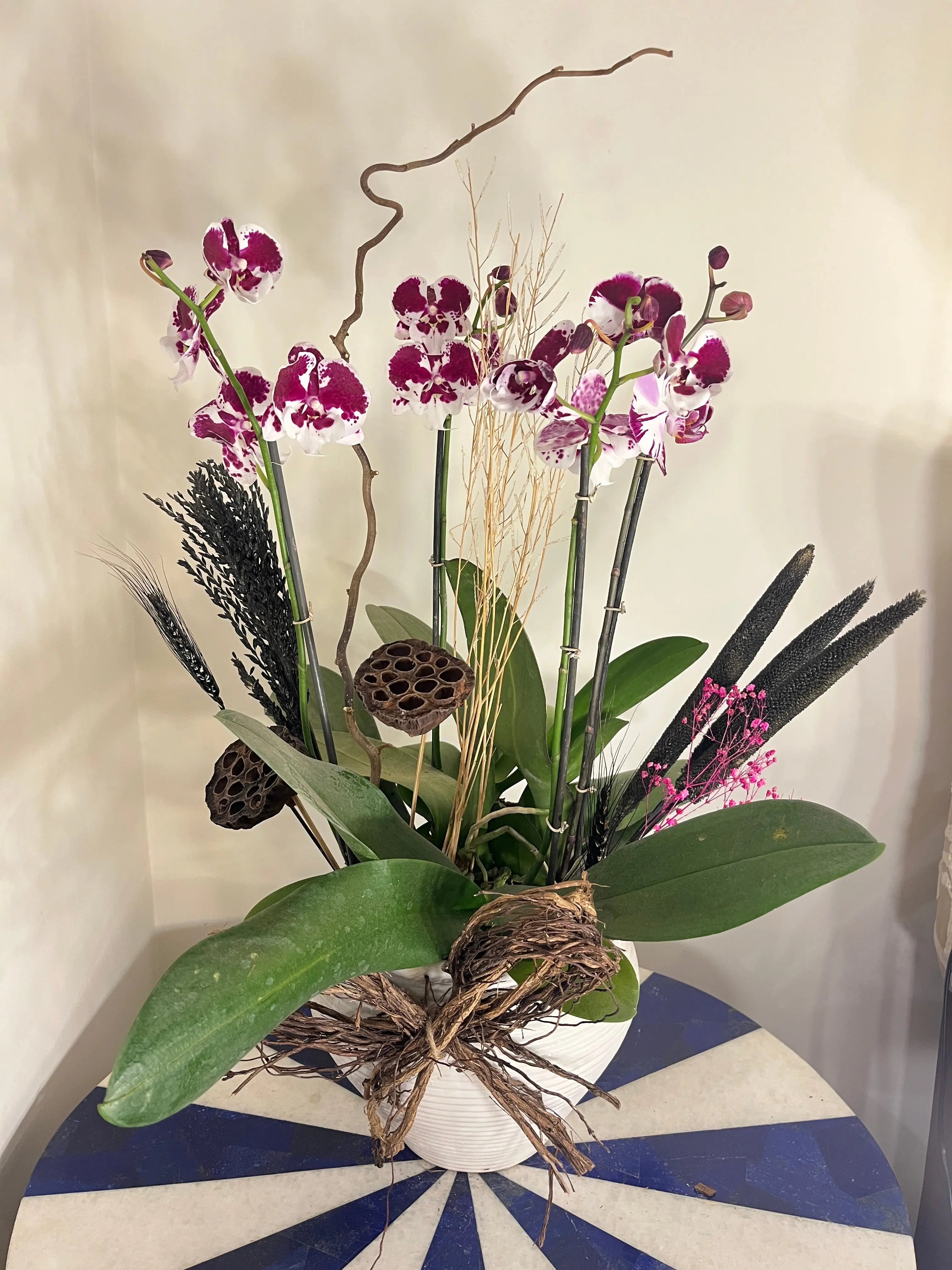 4 stem Phalaenopsis pots 1magnolialane