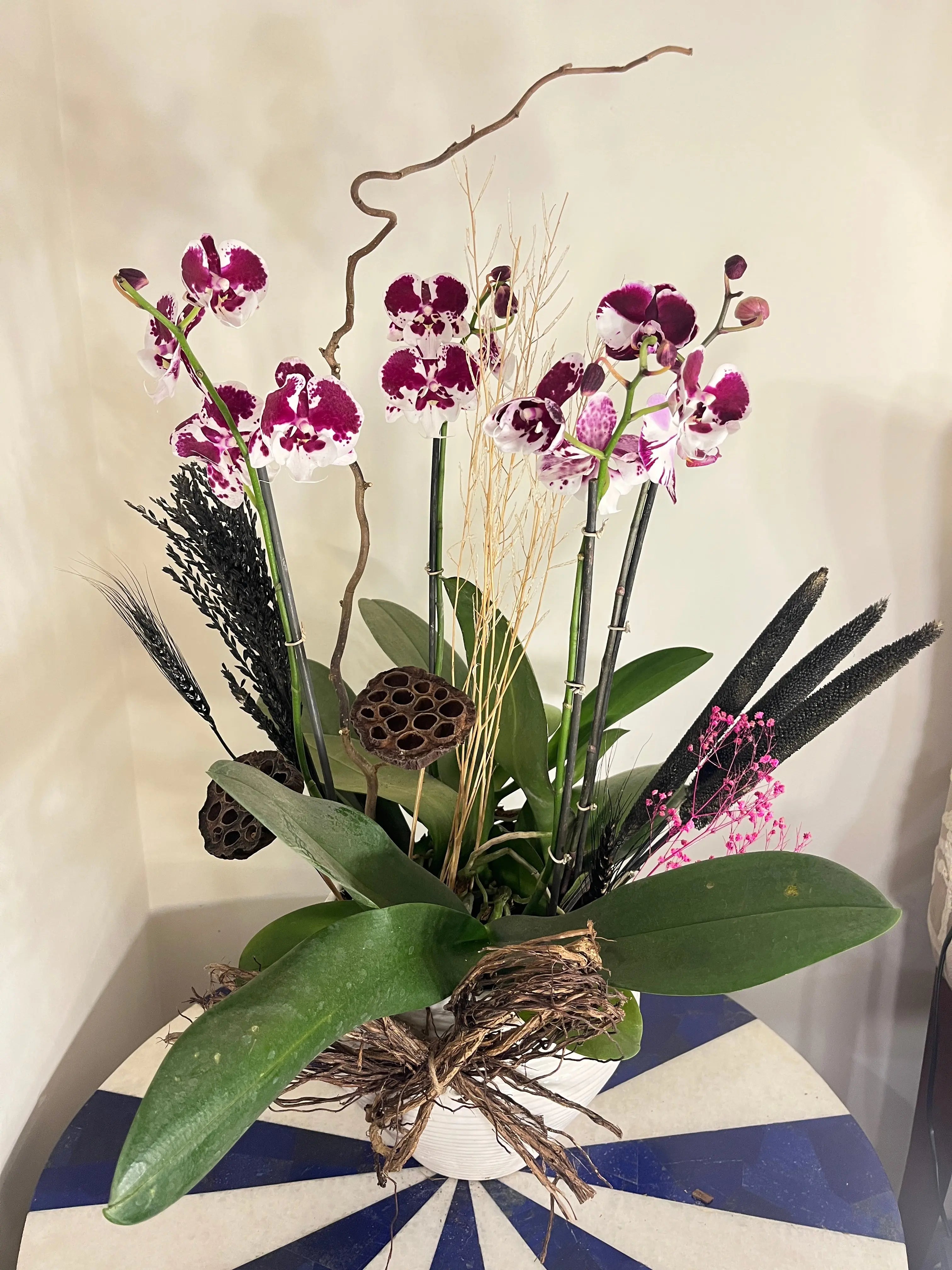 4 stem Phalaenopsis pots 1magnolialane