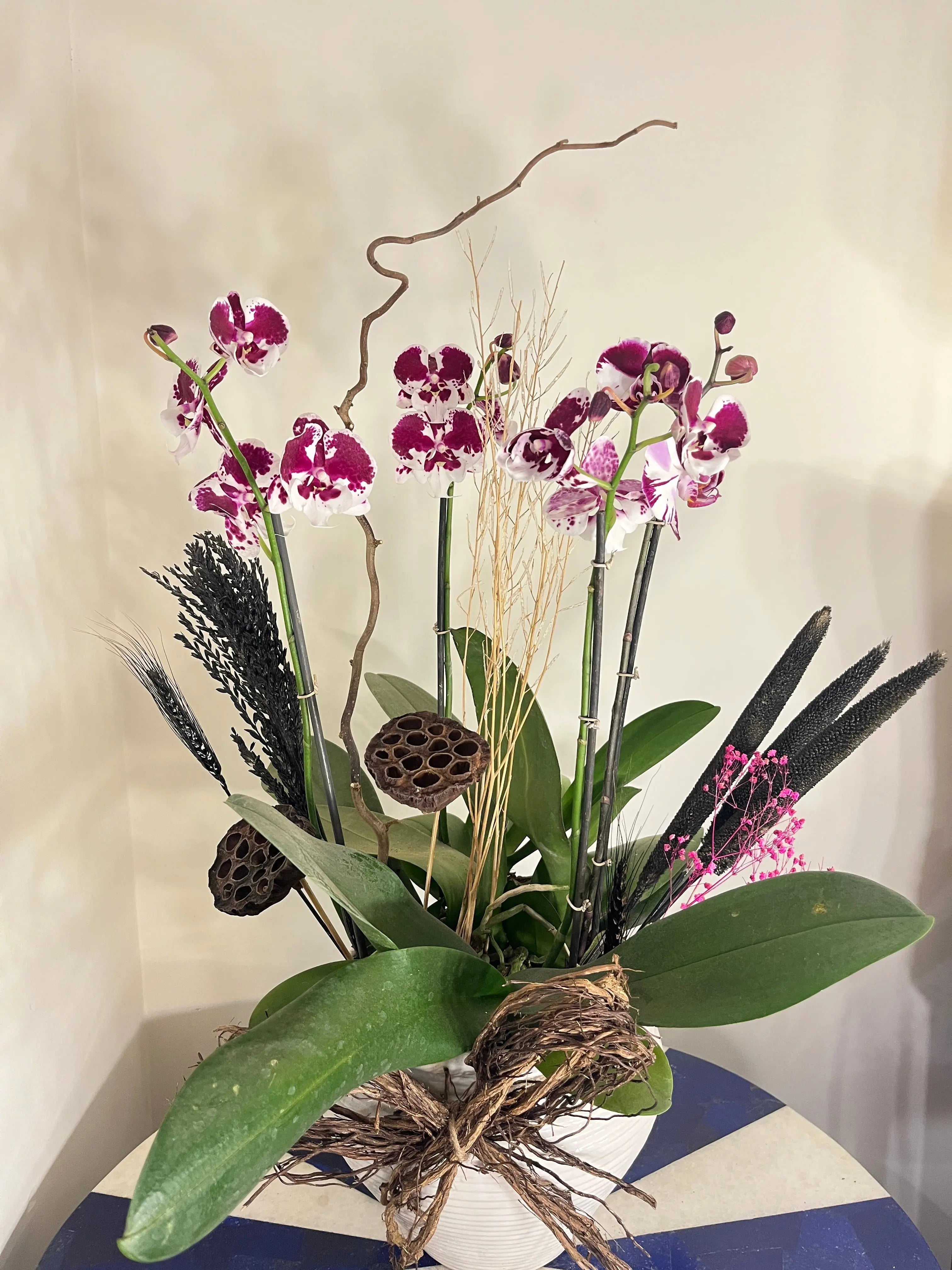 4 stem Phalaenopsis pots 1magnolialane
