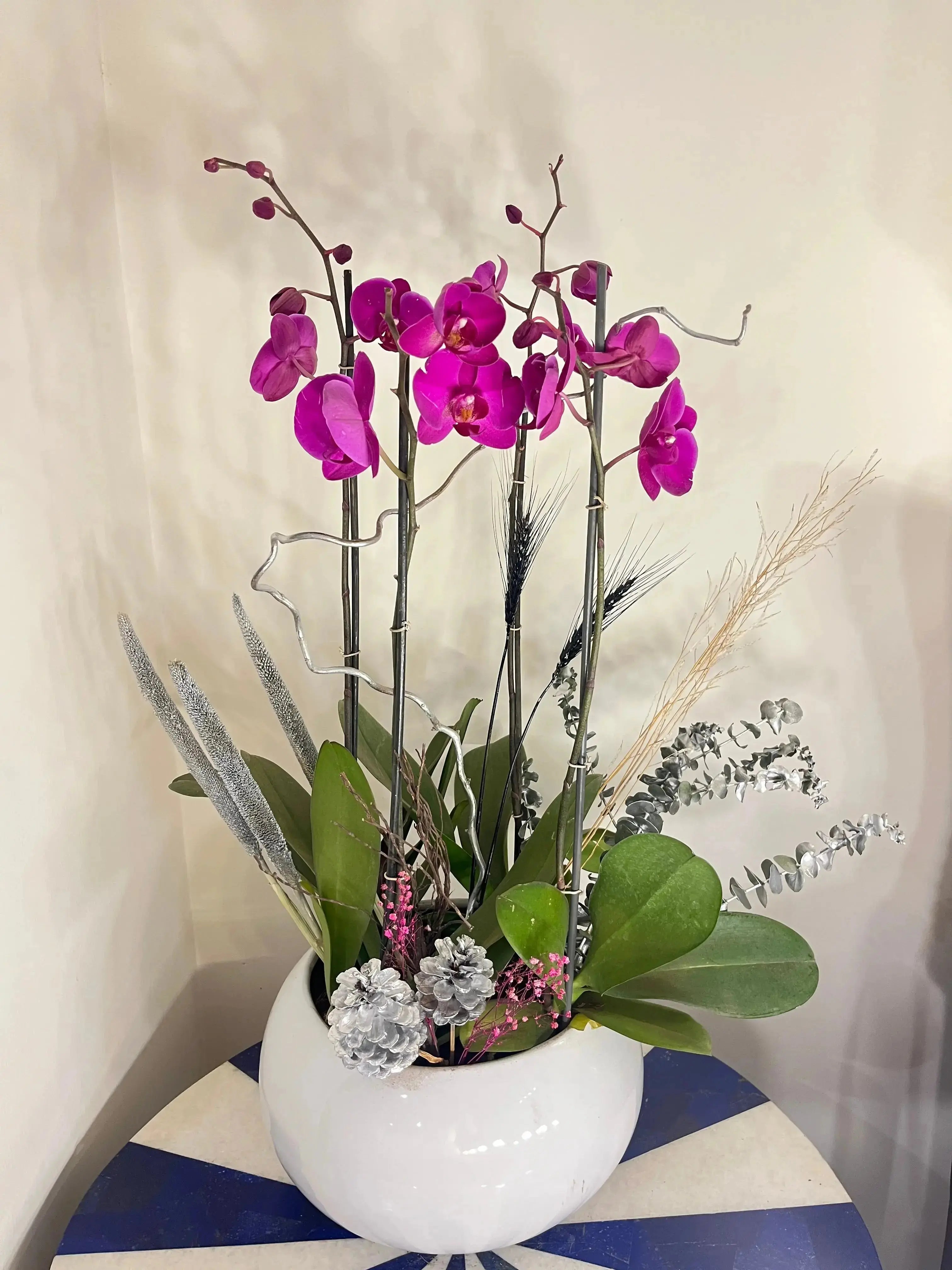 Phalaenopsis Pots 1magnolialane