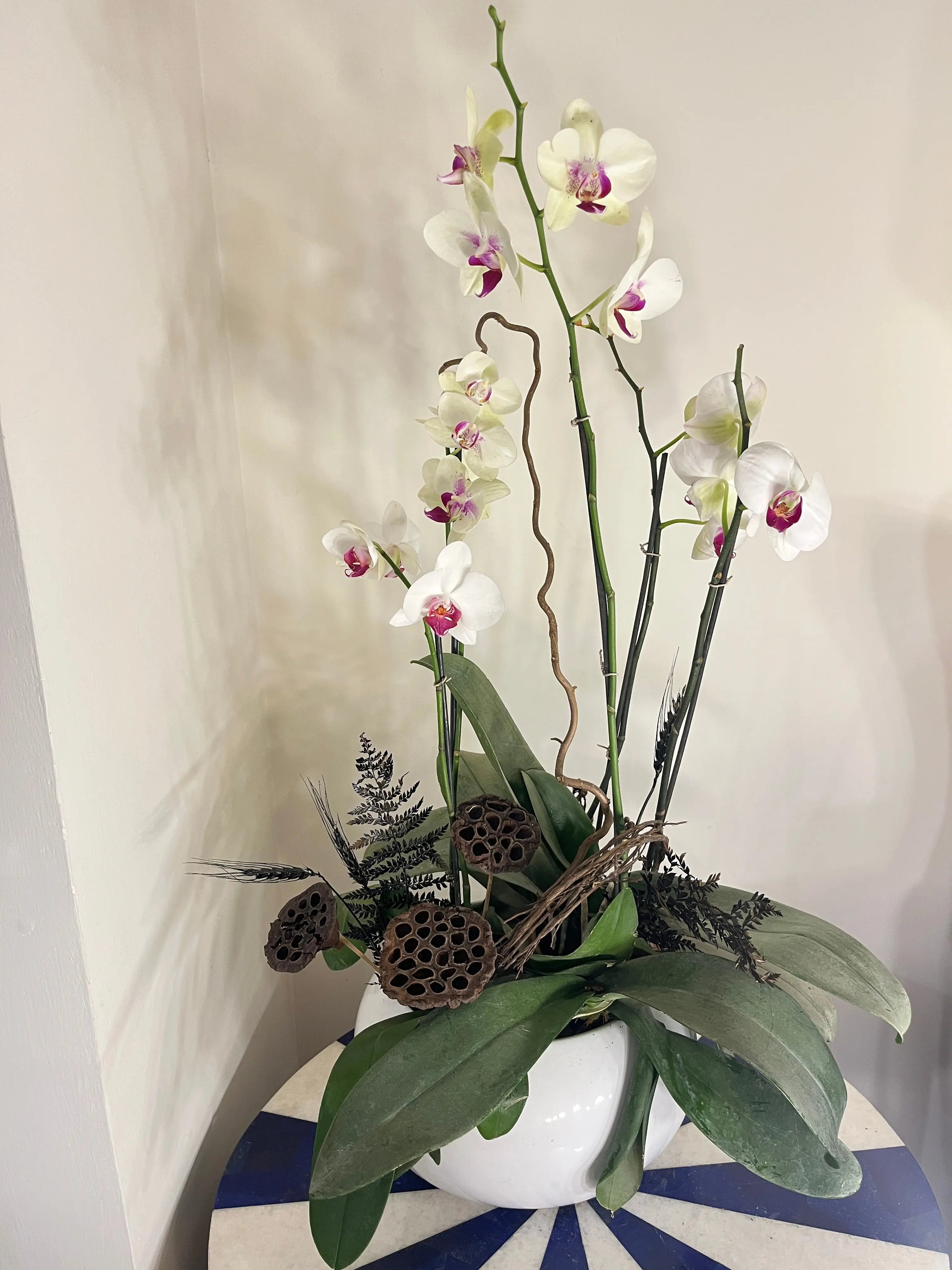 5 stem Phalaenopsis pots 1magnolialane