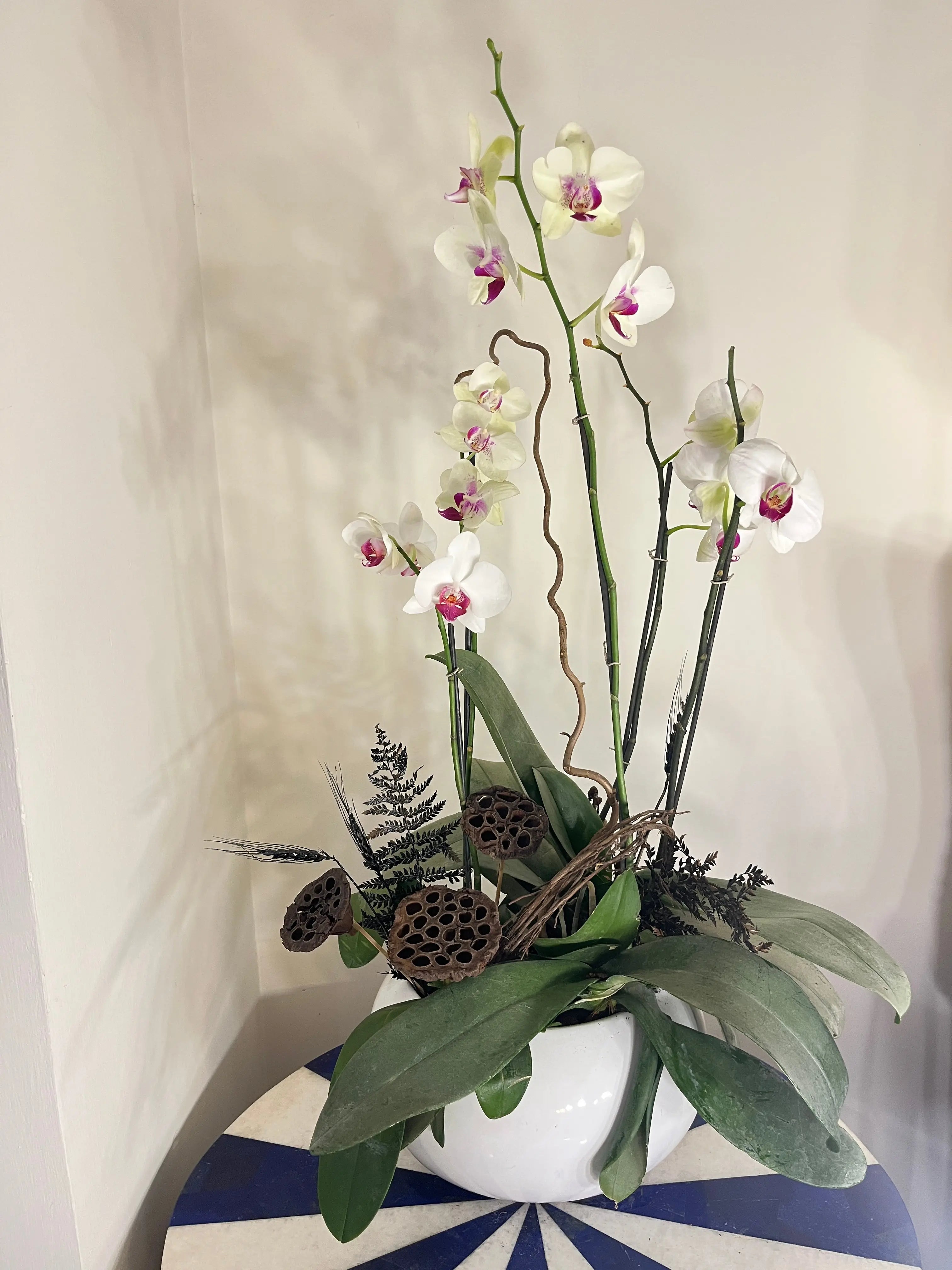 5 stem Phalaenopsis pots 1magnolialane