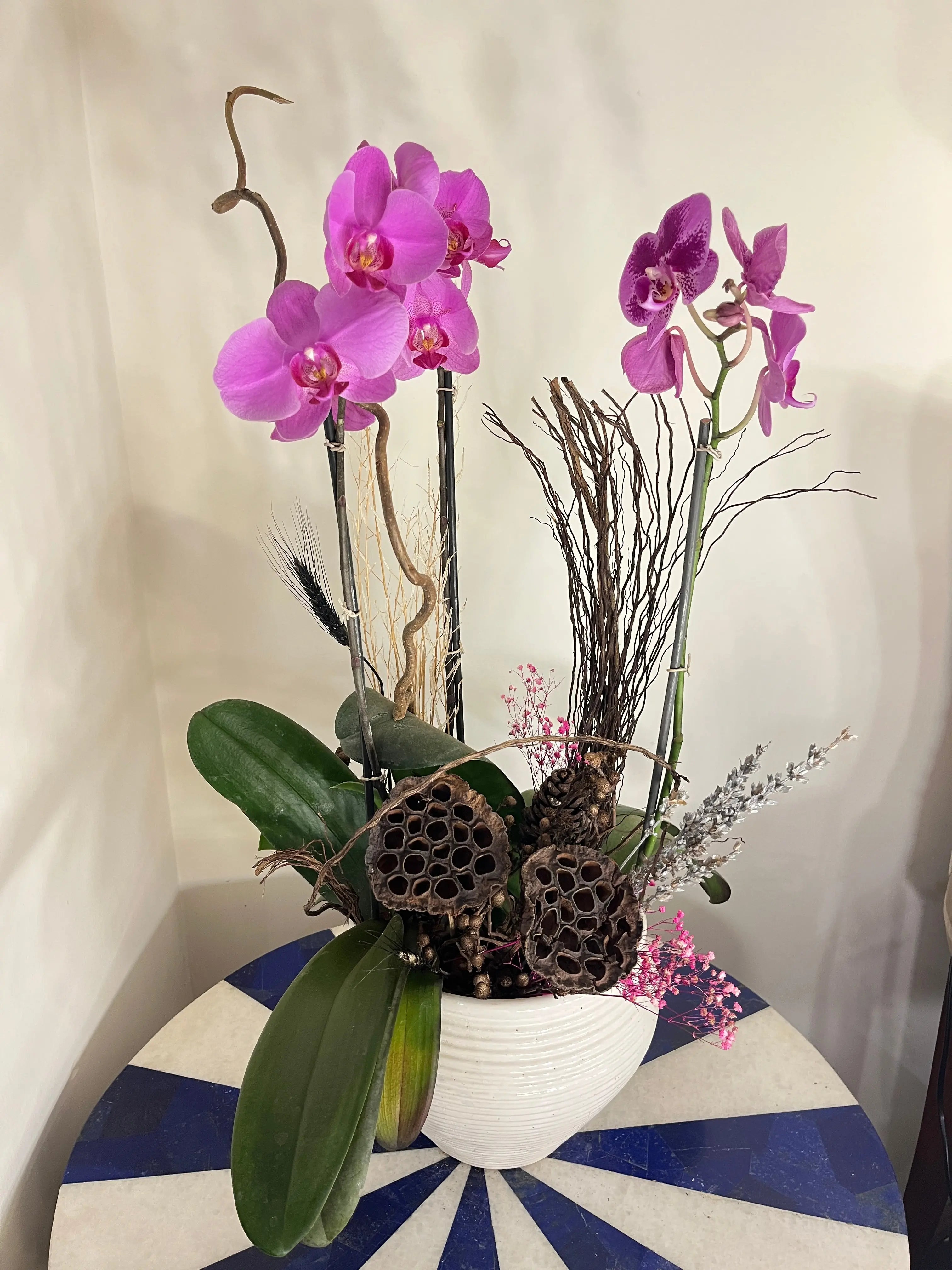 3 stem Phalaenopsis pots 1magnolialane