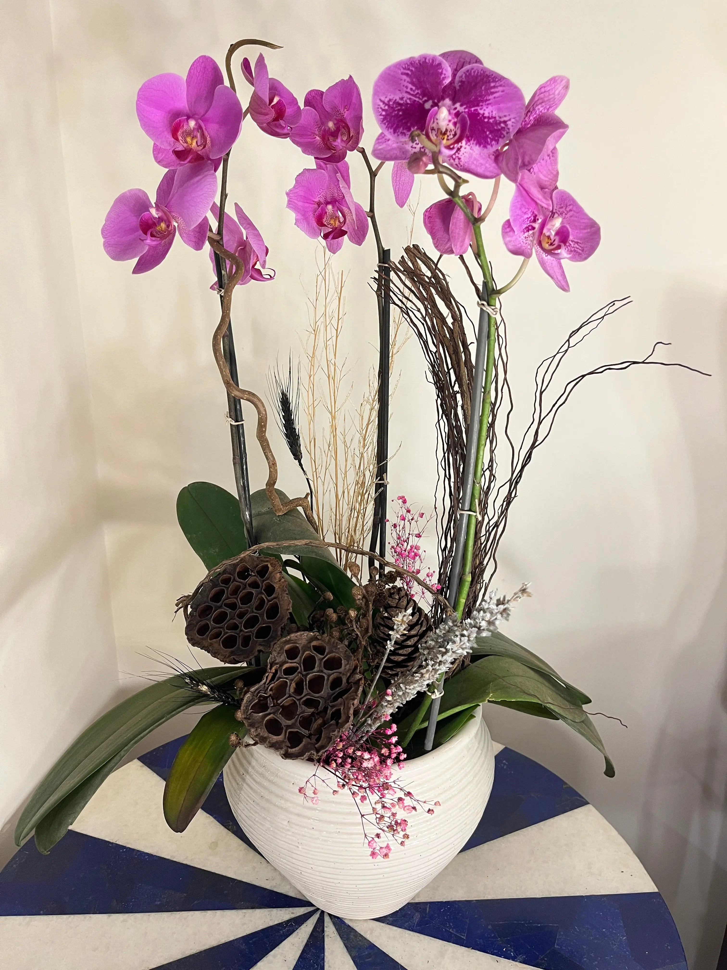 Phalaenopsis Pots 1magnolialane