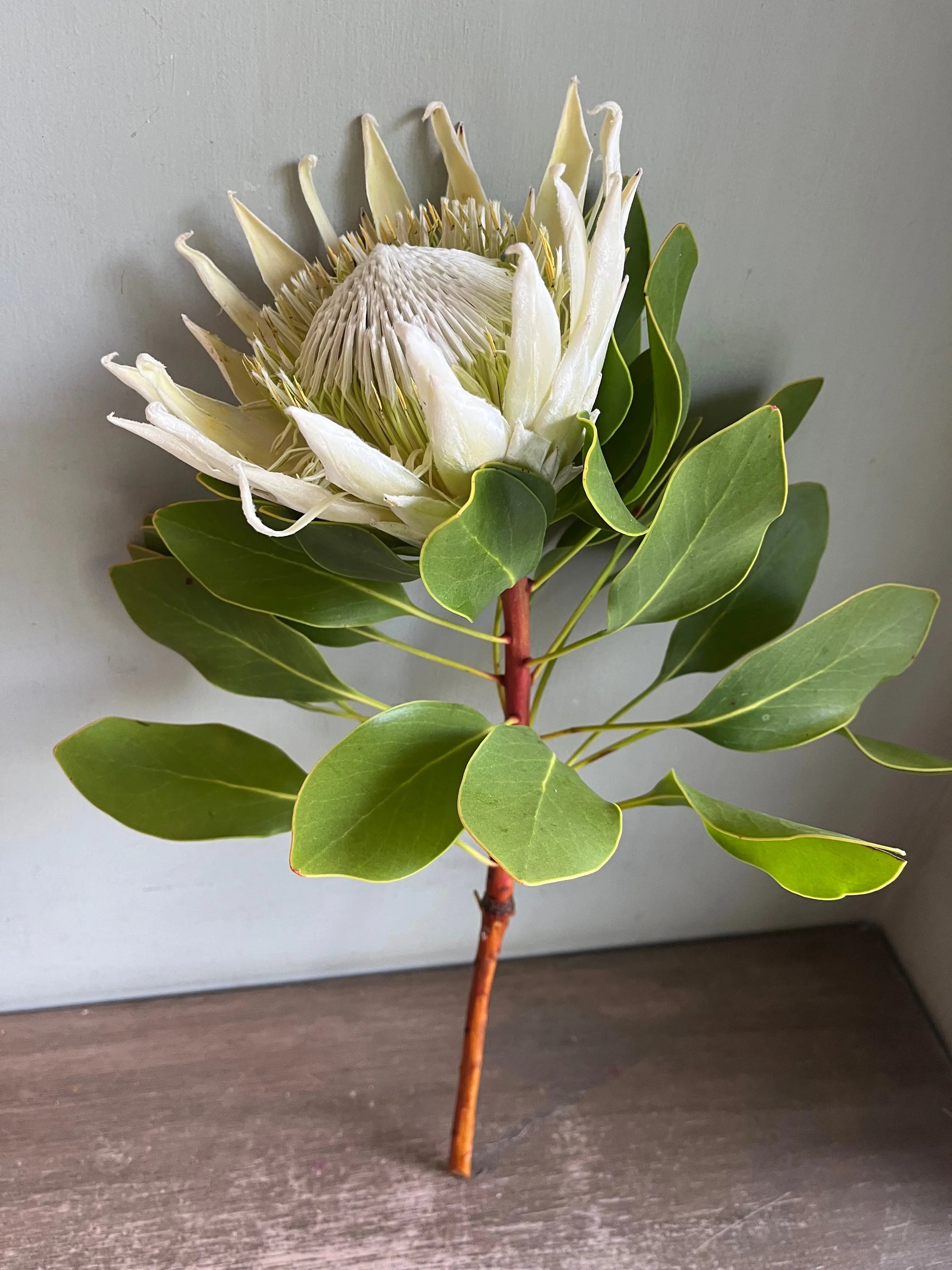 King Protea 1magnolialane