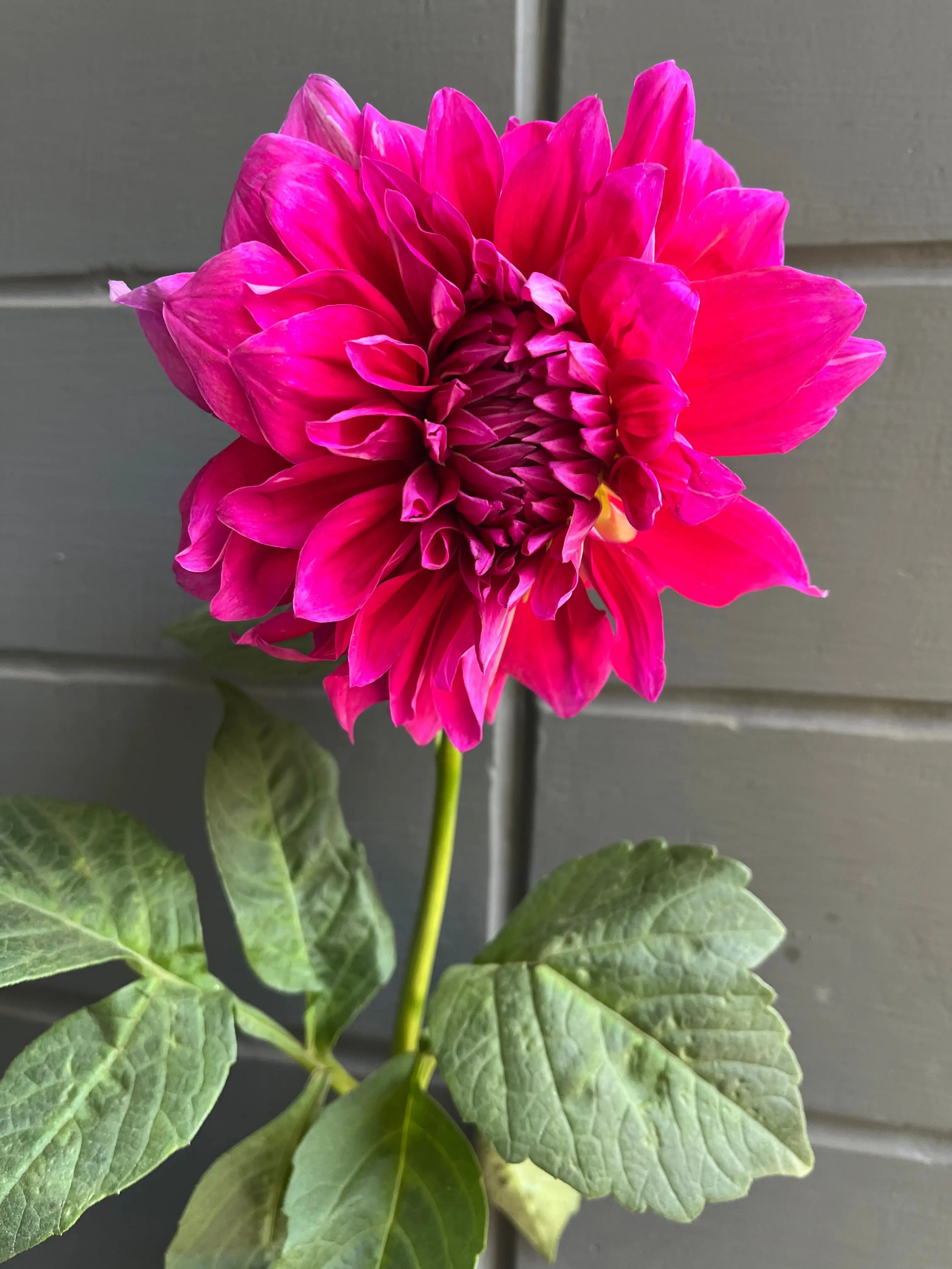 Dahlia 1magnolialane