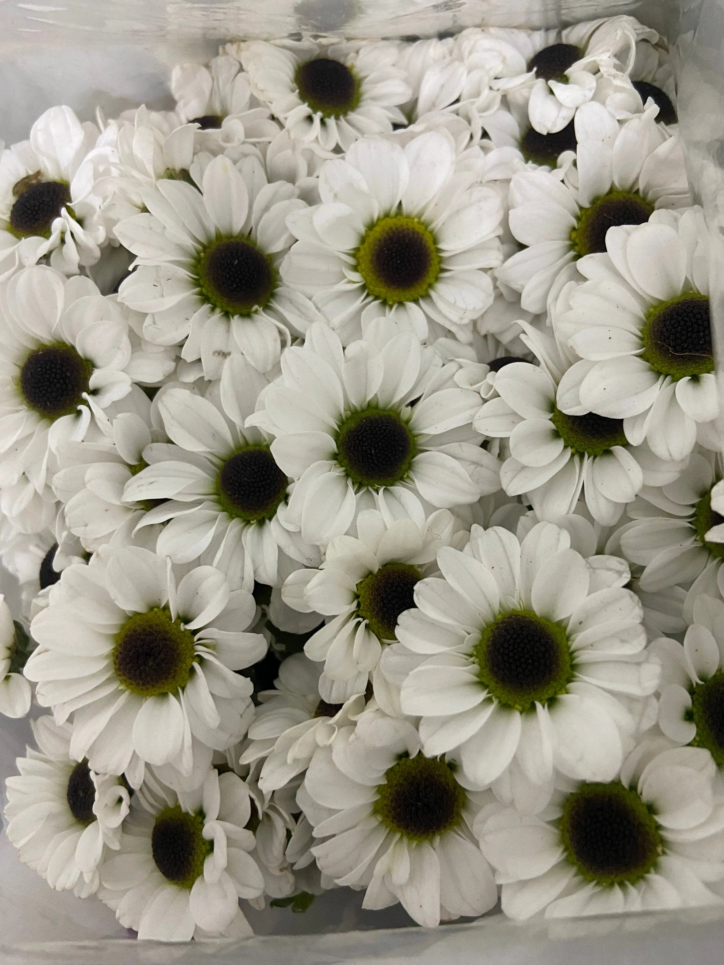 Button Chrysanthemum 1magnolialane