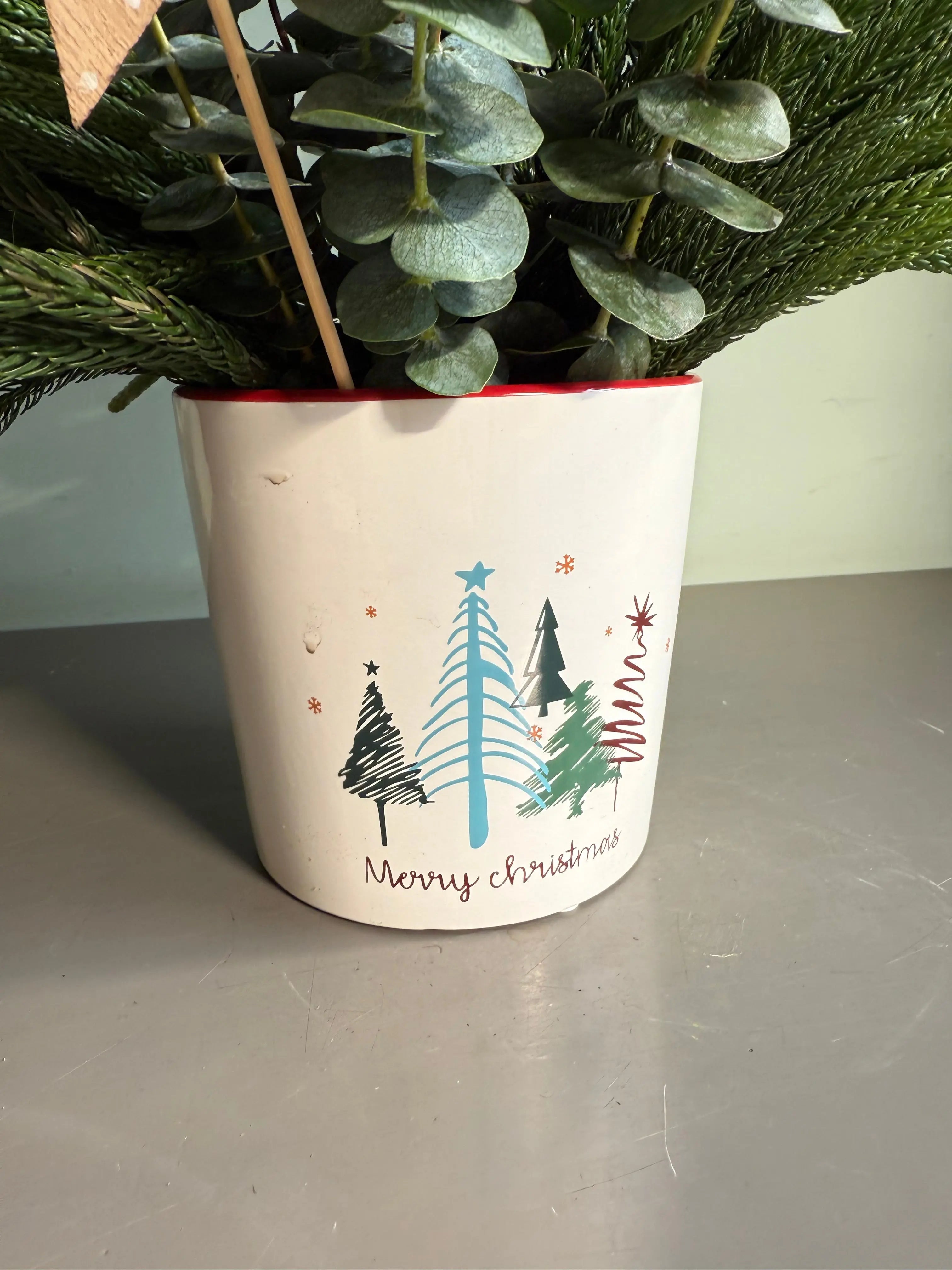 Wintergreen Darling 1magnolialane