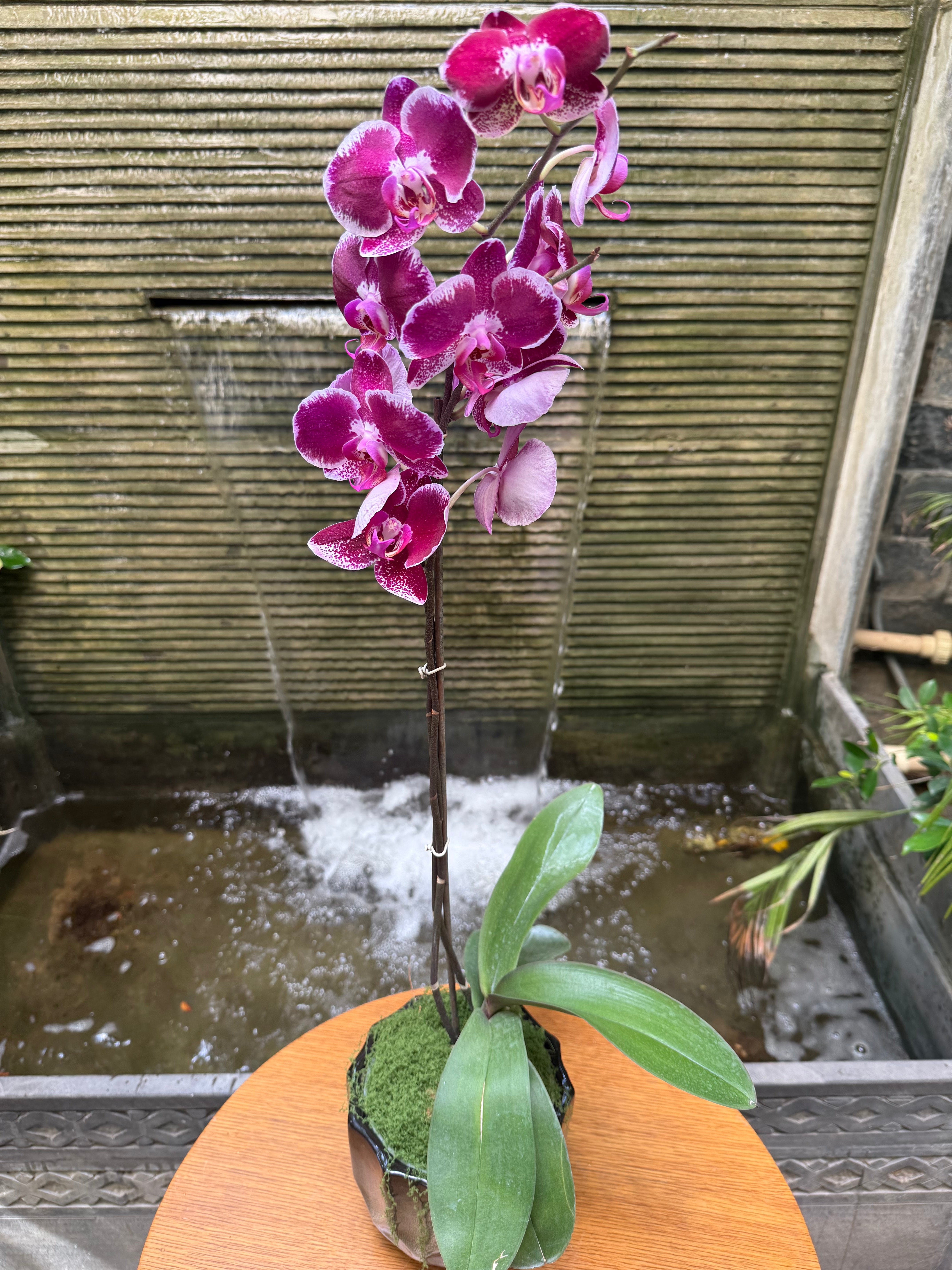 Phalaenopsis Orchid Pots - Subscription 1magnolialane