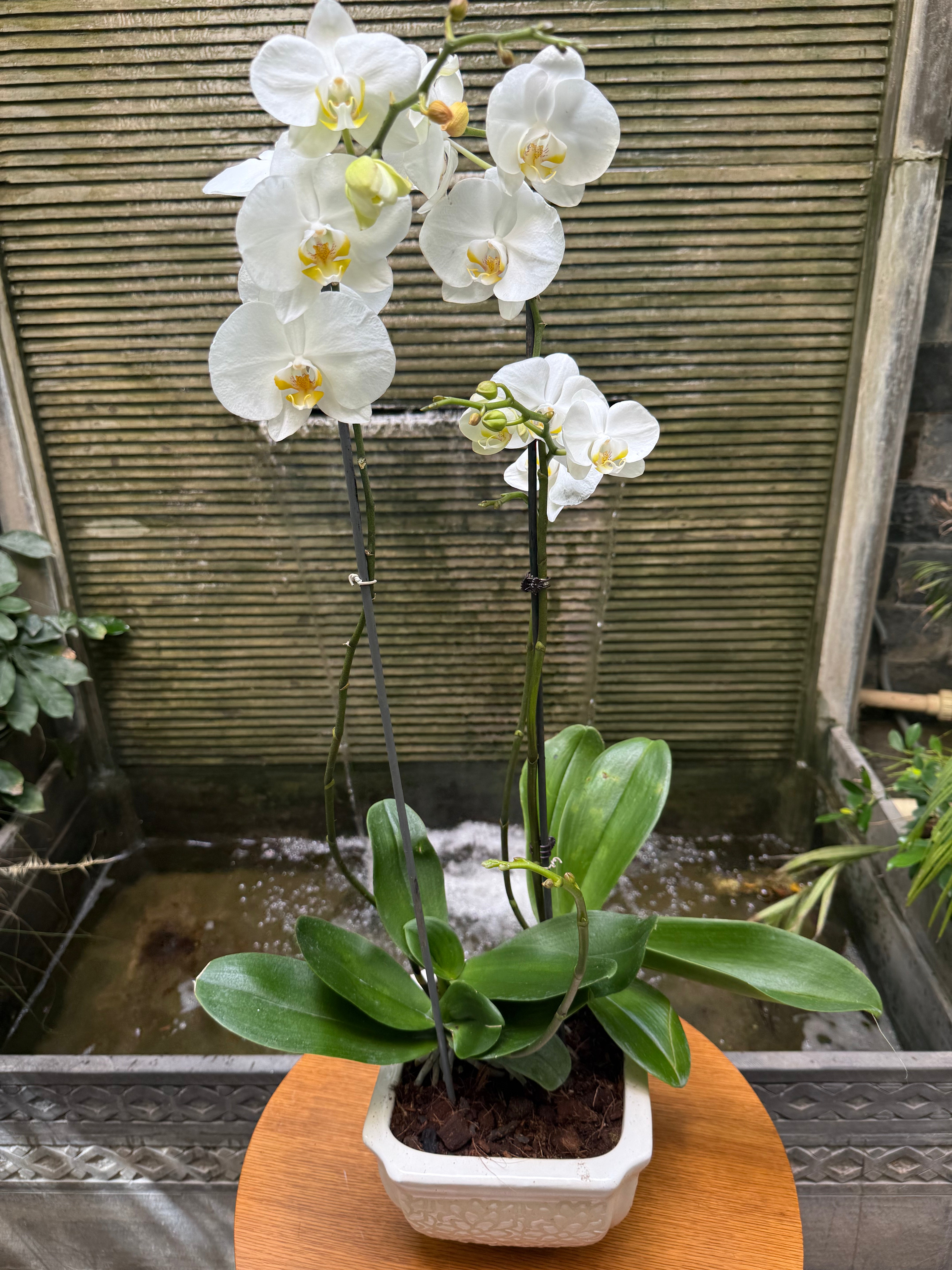 Phalaenopsis Orchid Pots - Subscription 1magnolialane