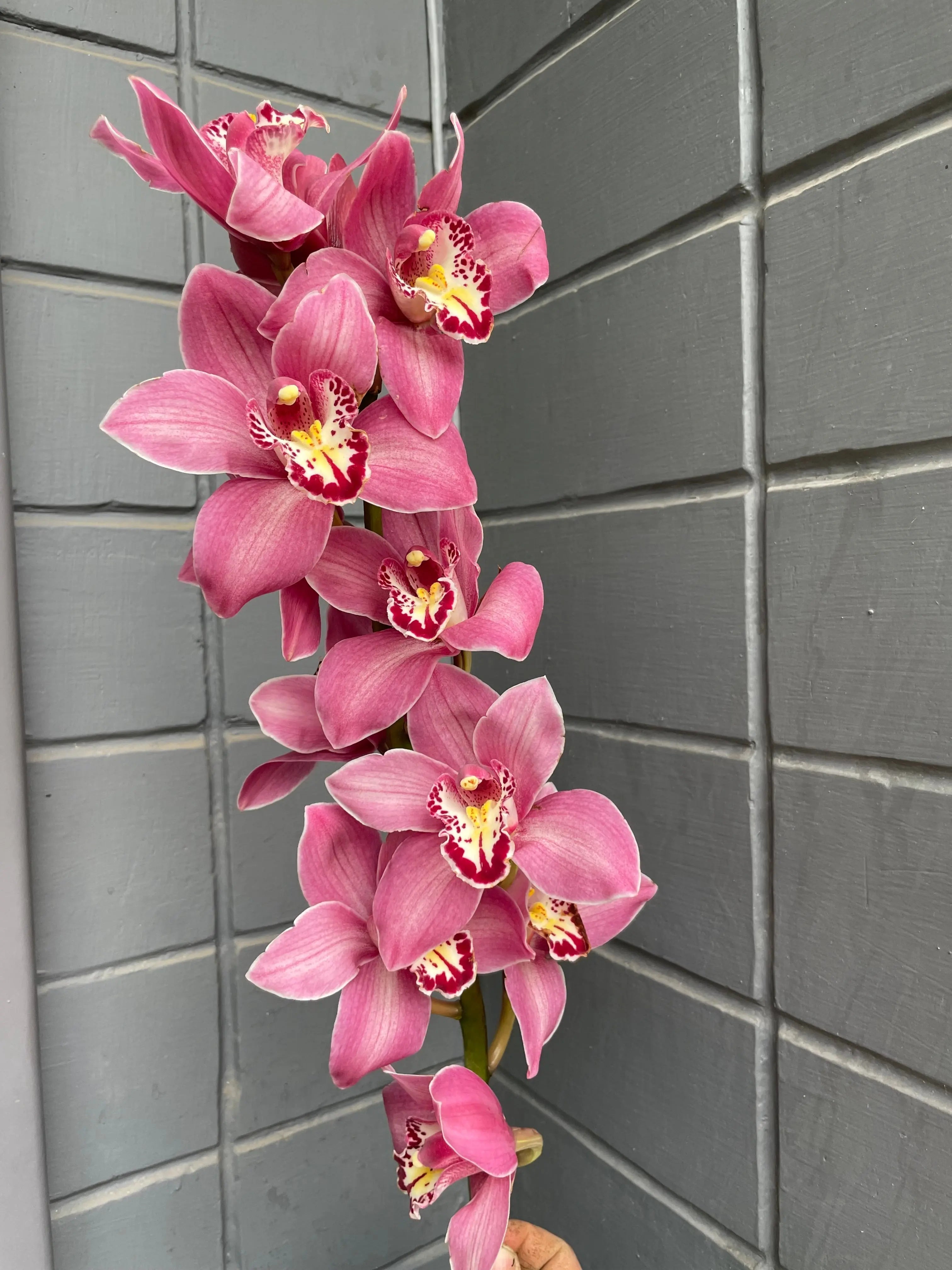 Cymbidium 1magnolialane