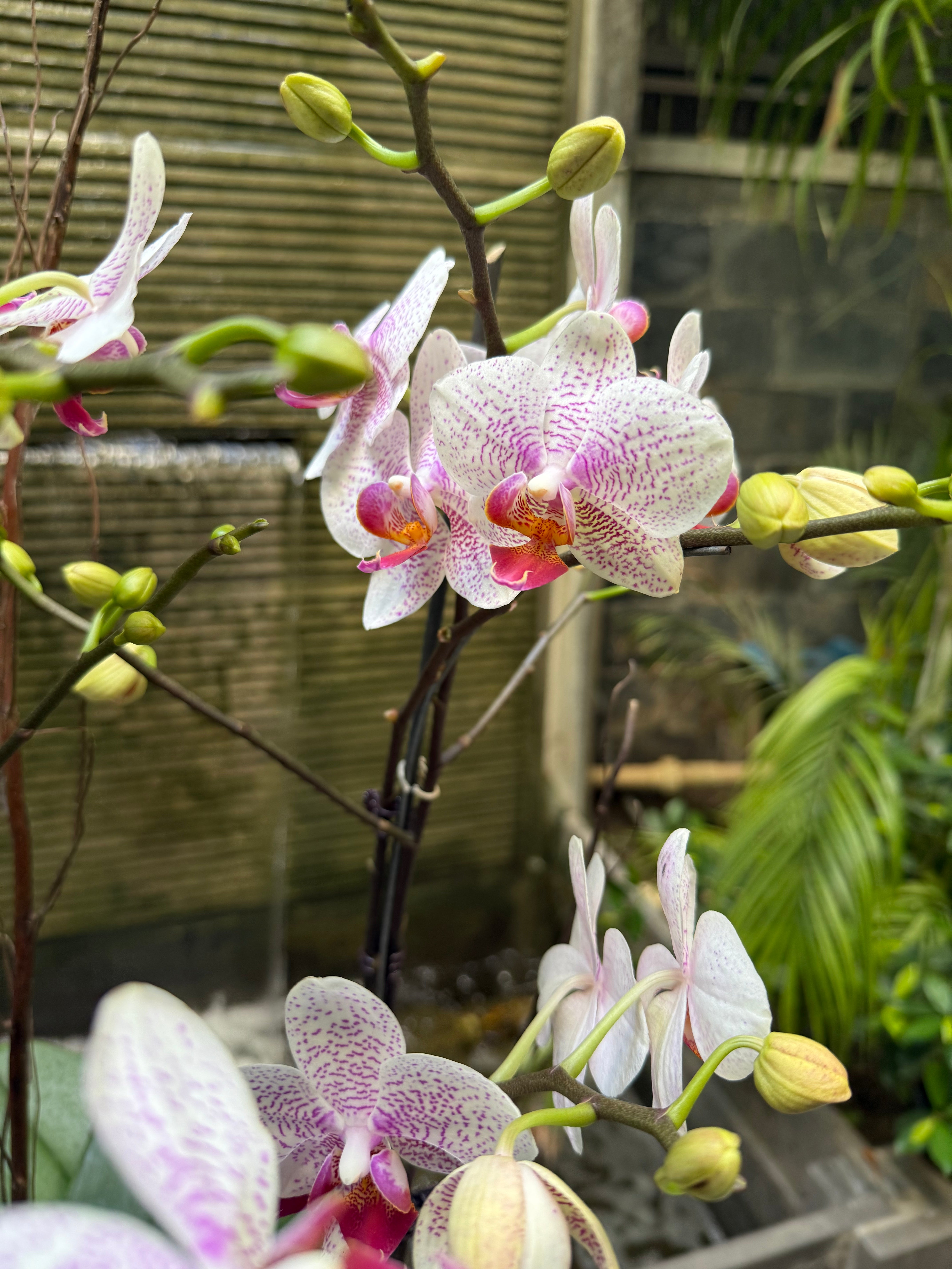 Phalaenopsis Orchid Pots - Subscription 1magnolialane